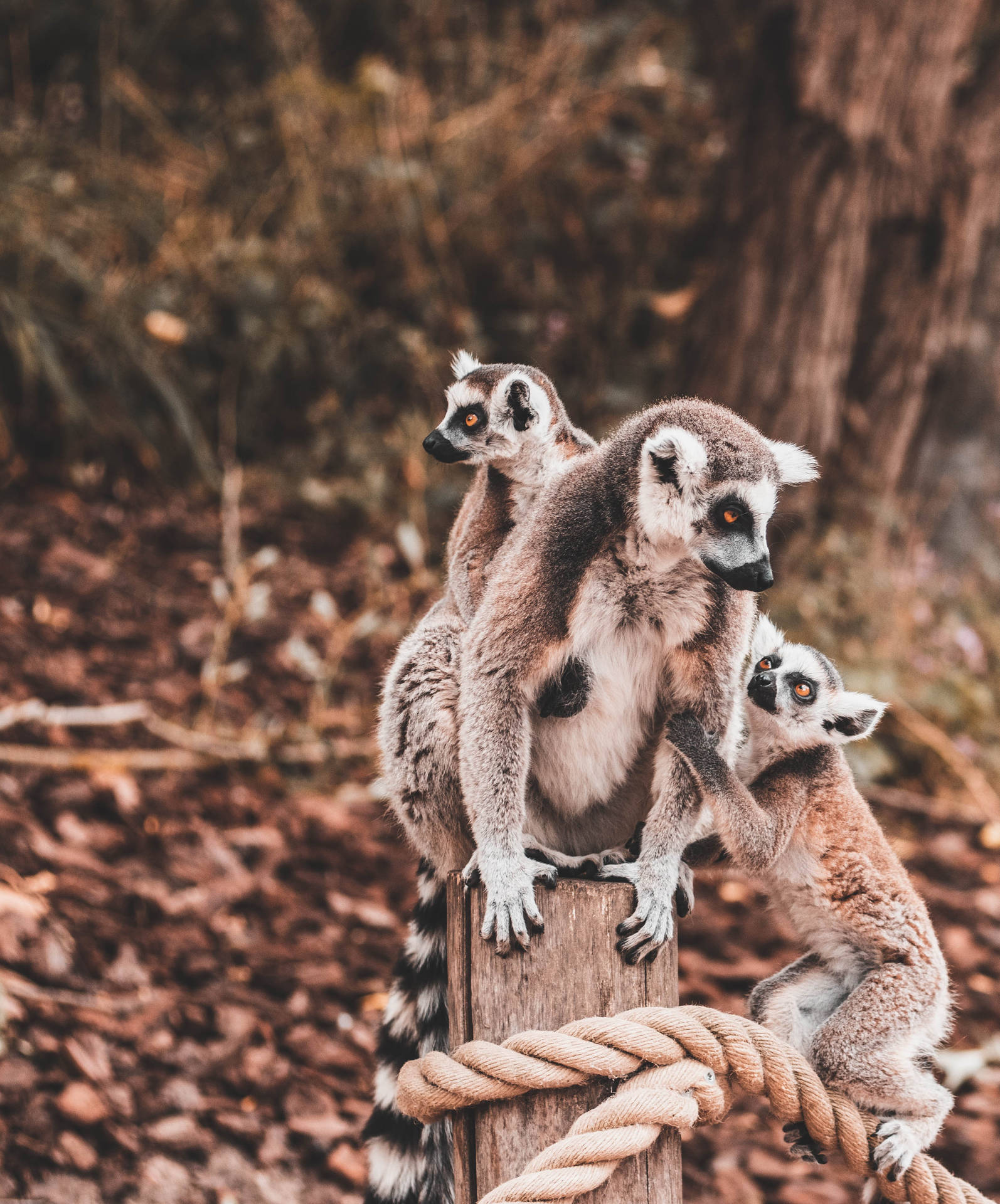 Madagascar Three Lemurs Wallpaper