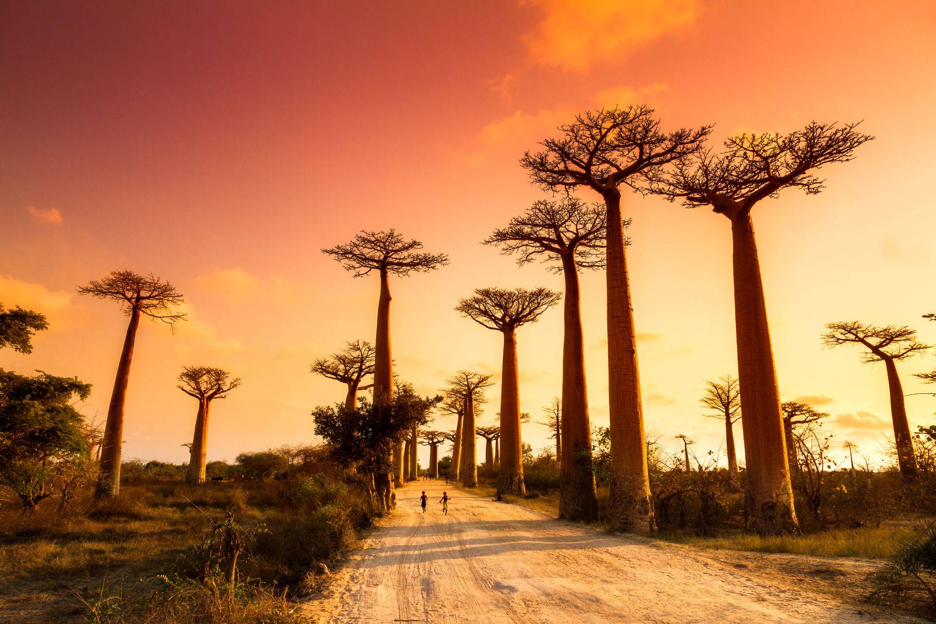 Madagascar Tyrsende Baobab Træer Wallpaper
