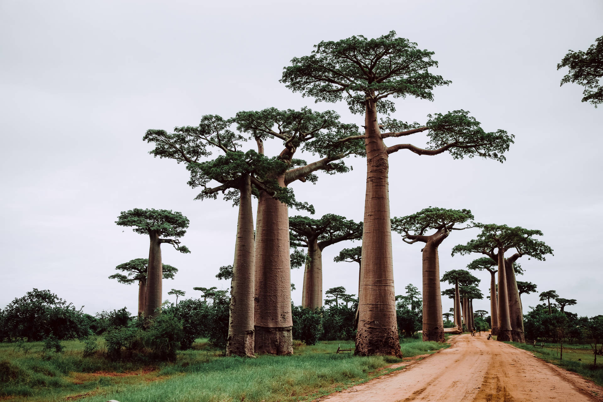Madagascar Trees Wallpaper