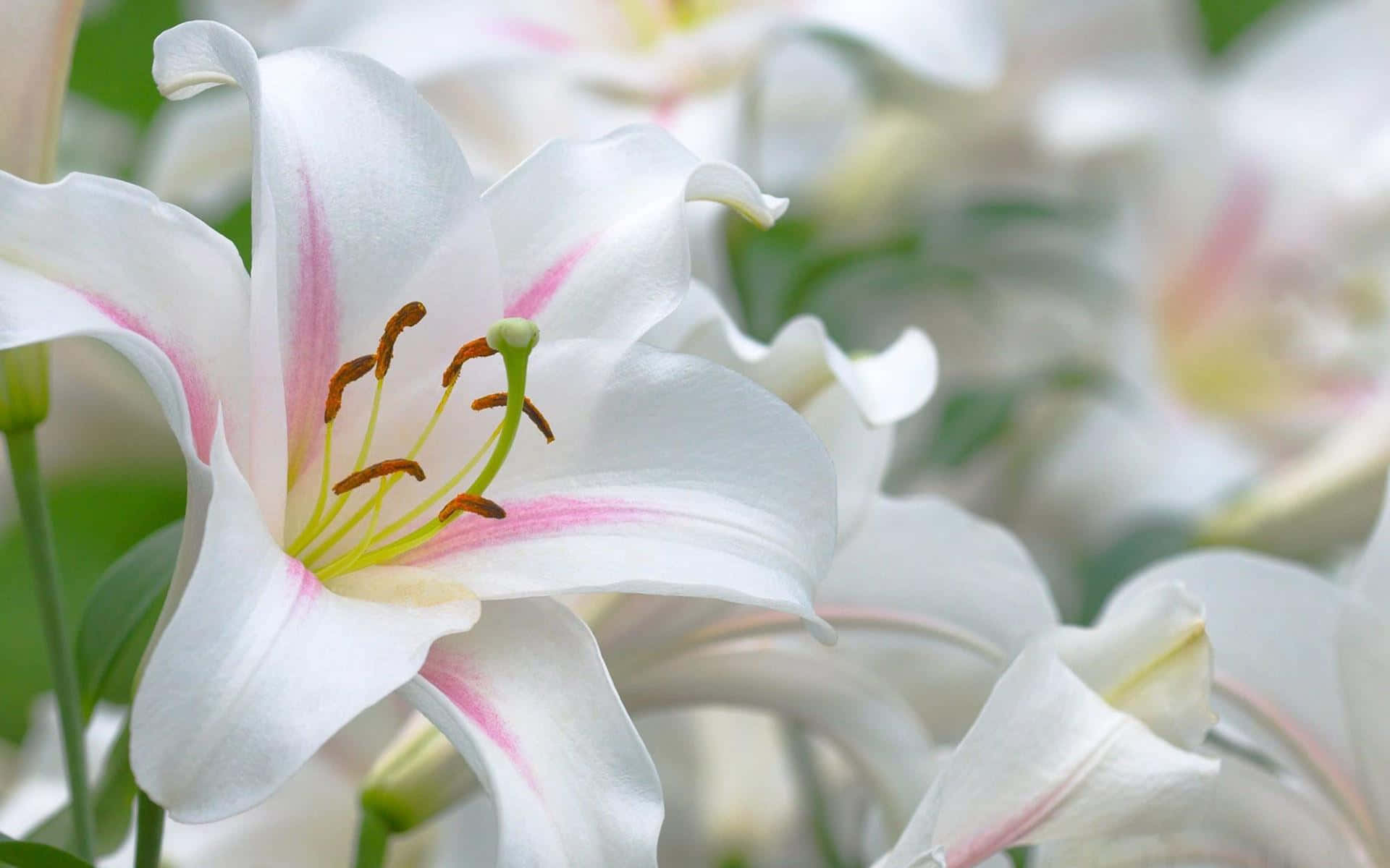 Madonna Lily White Flower Wallpaper