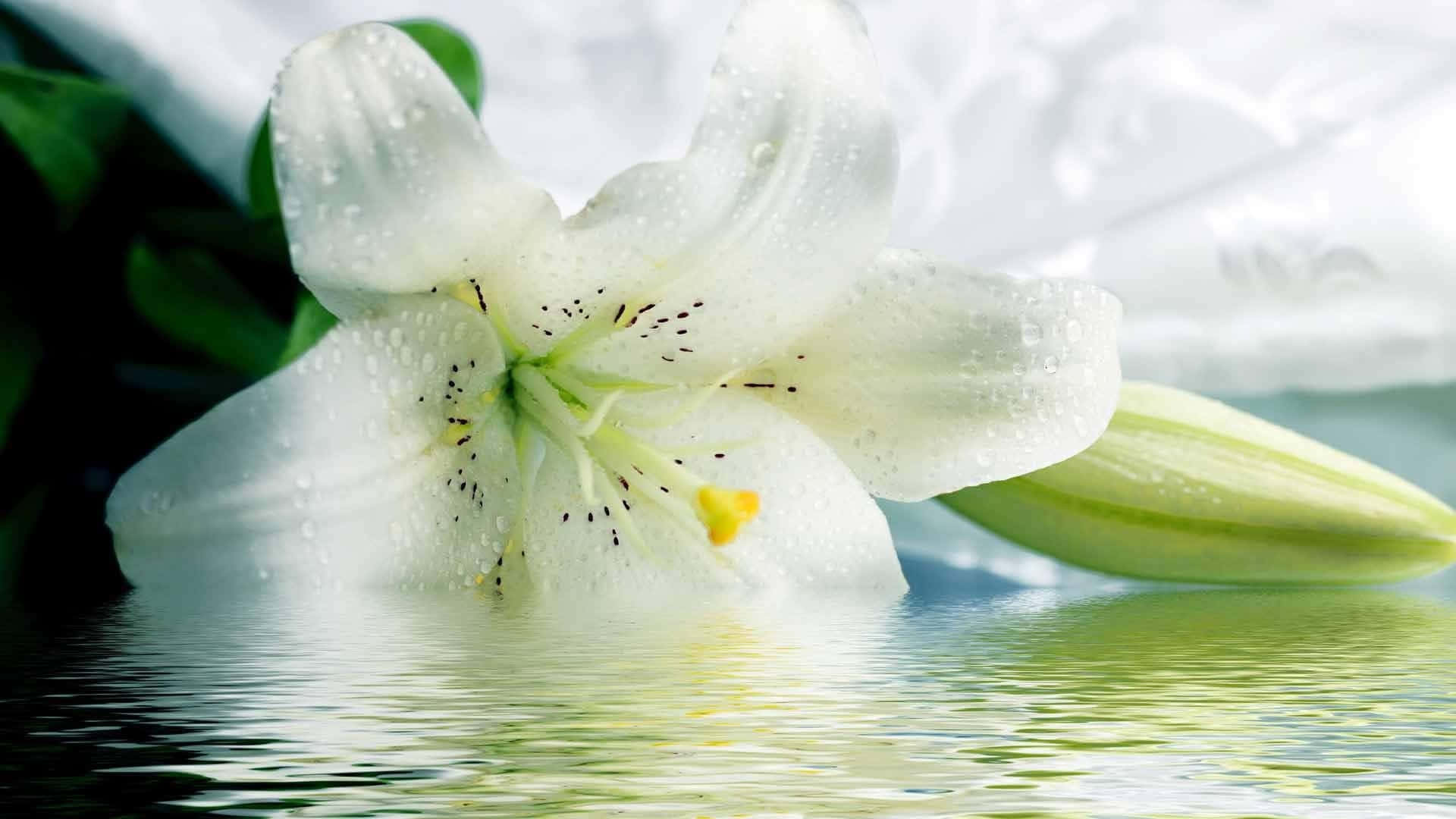 Madonna Water Lily Flower Wallpaper