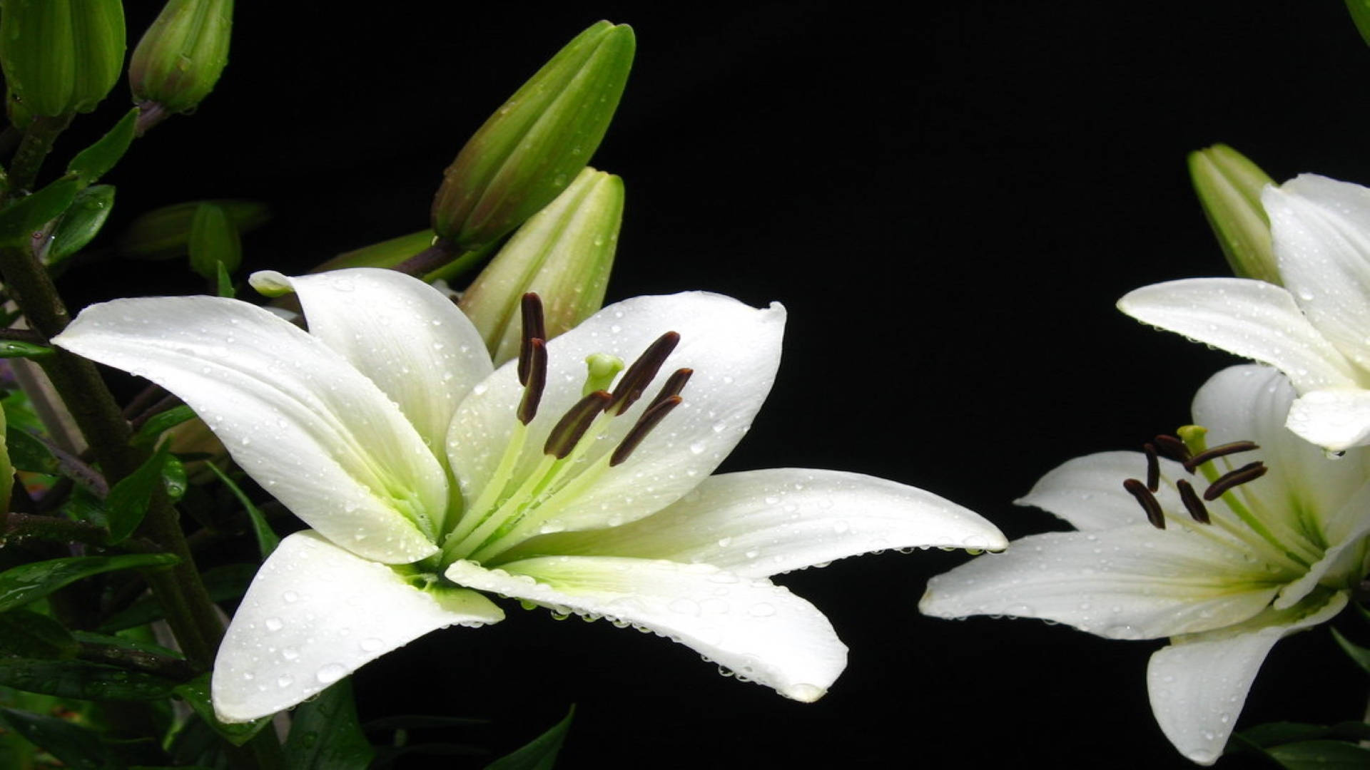 Madonna White Lilies With Dew Wallpaper
