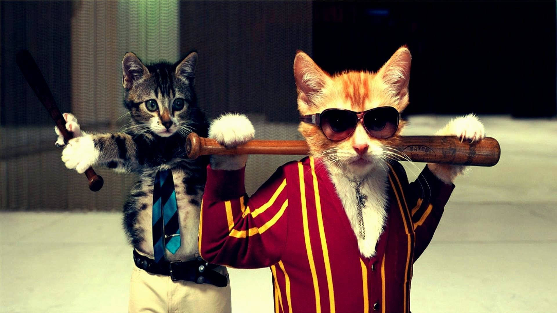 Mafia Cats Il Miglior Desktop Di Sempre Sfondo