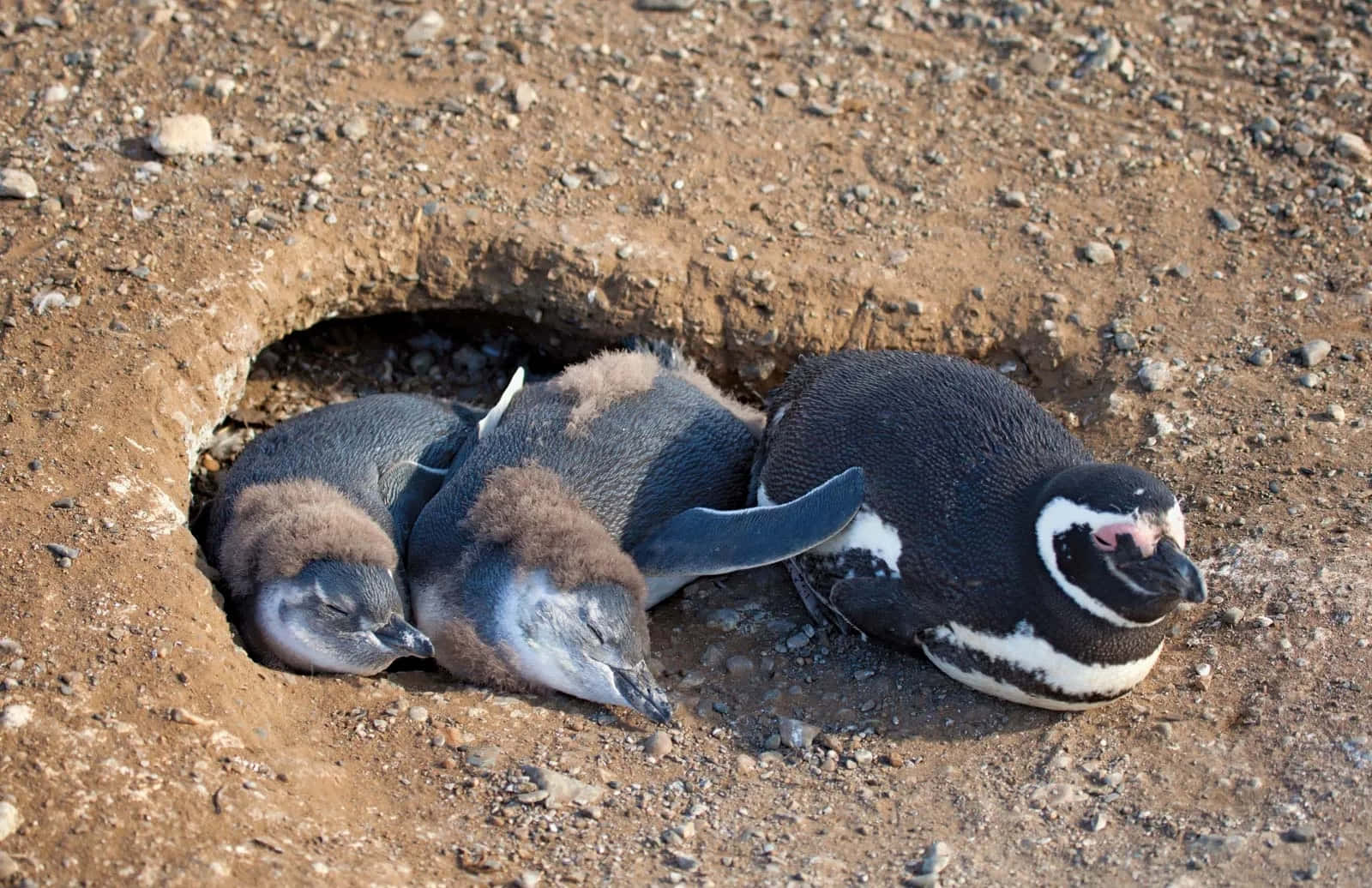 Magellanic Penguin Family Resting Wallpaper