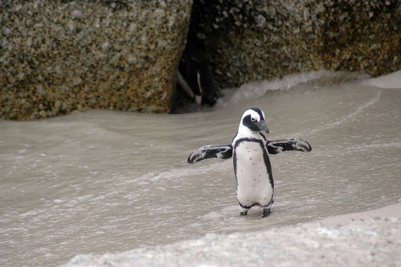 Magellanic Penguin On Beach Wallpaper