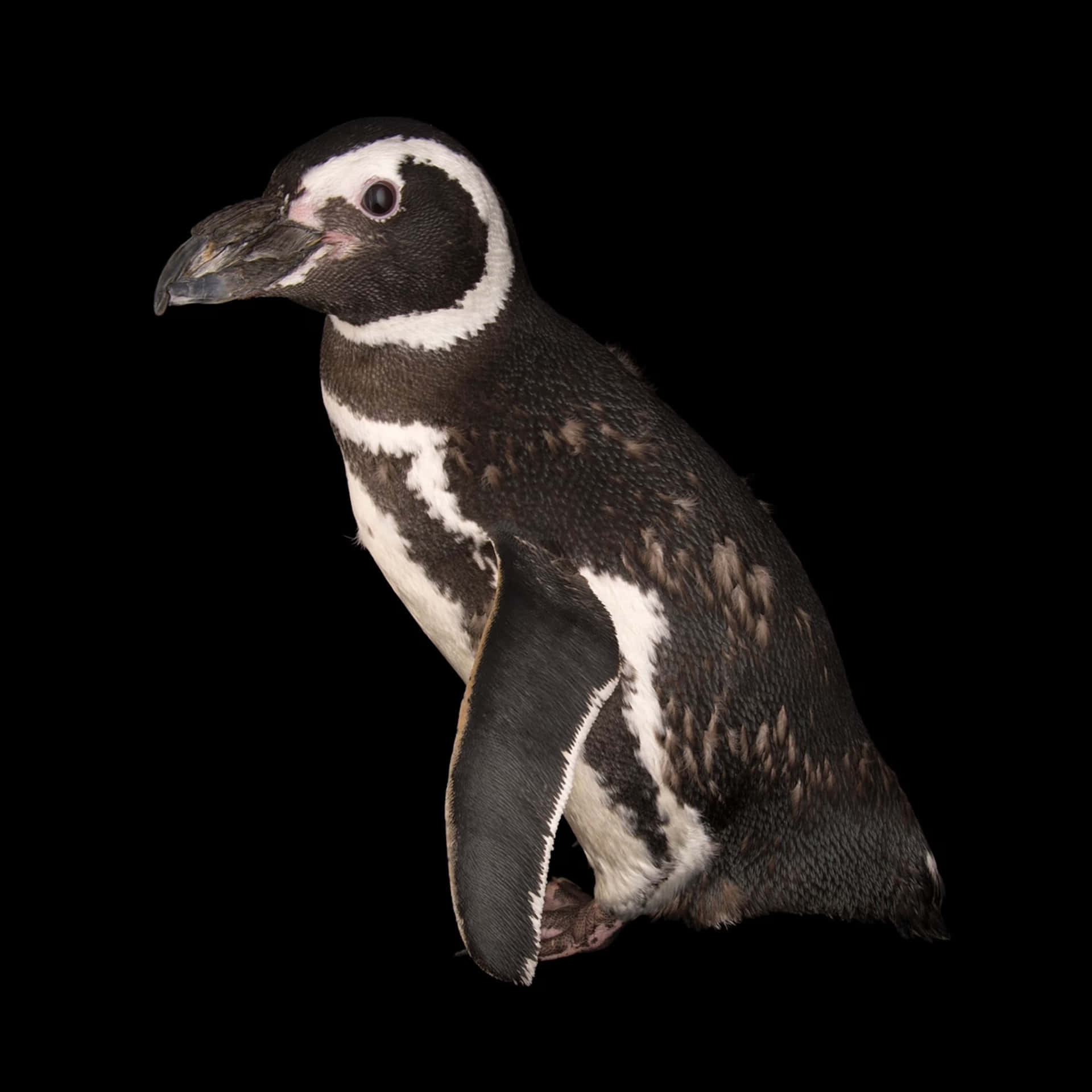 Magellanic Penguin Portrait Wallpaper