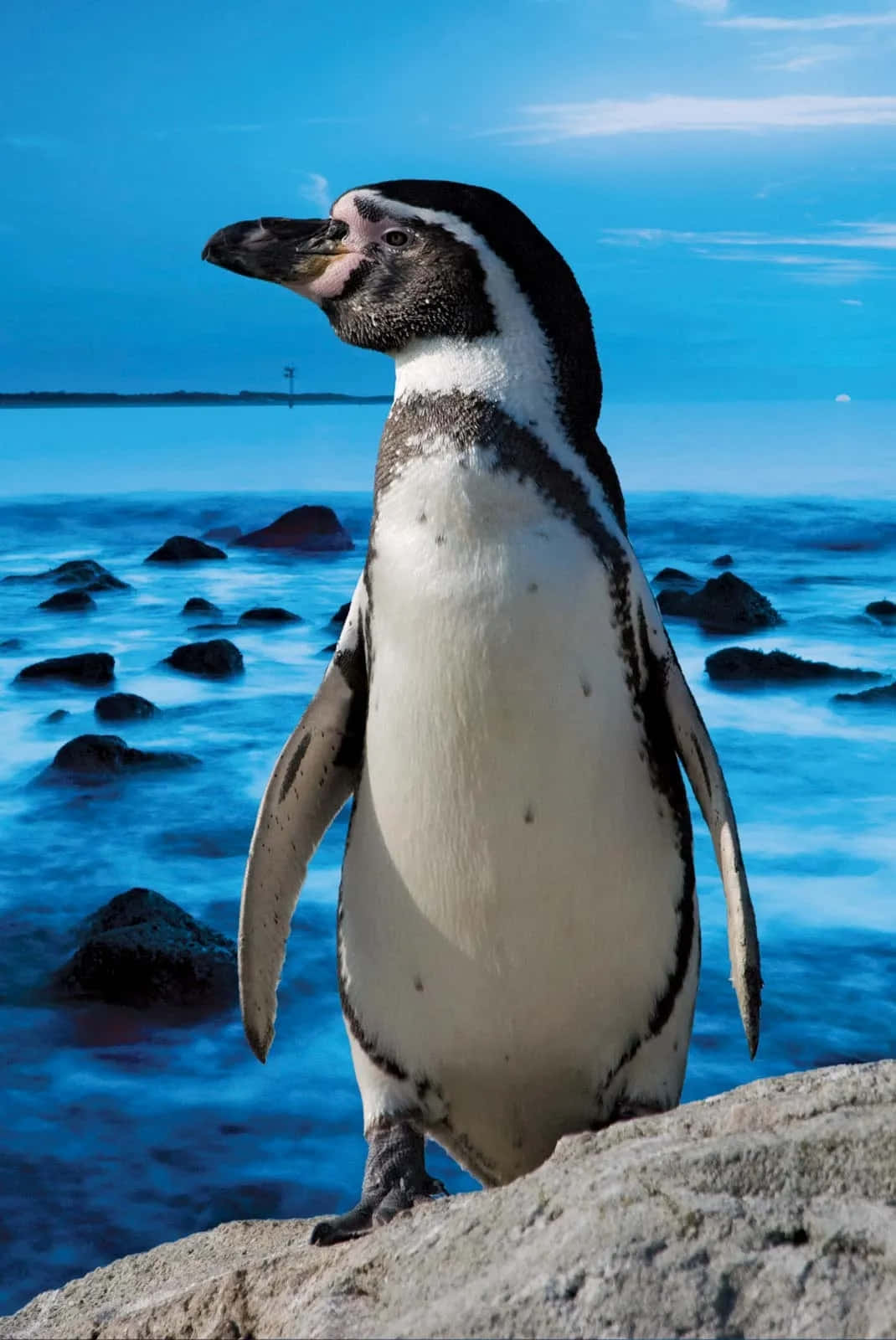 Magellanic Penguin Seaside Stance Wallpaper