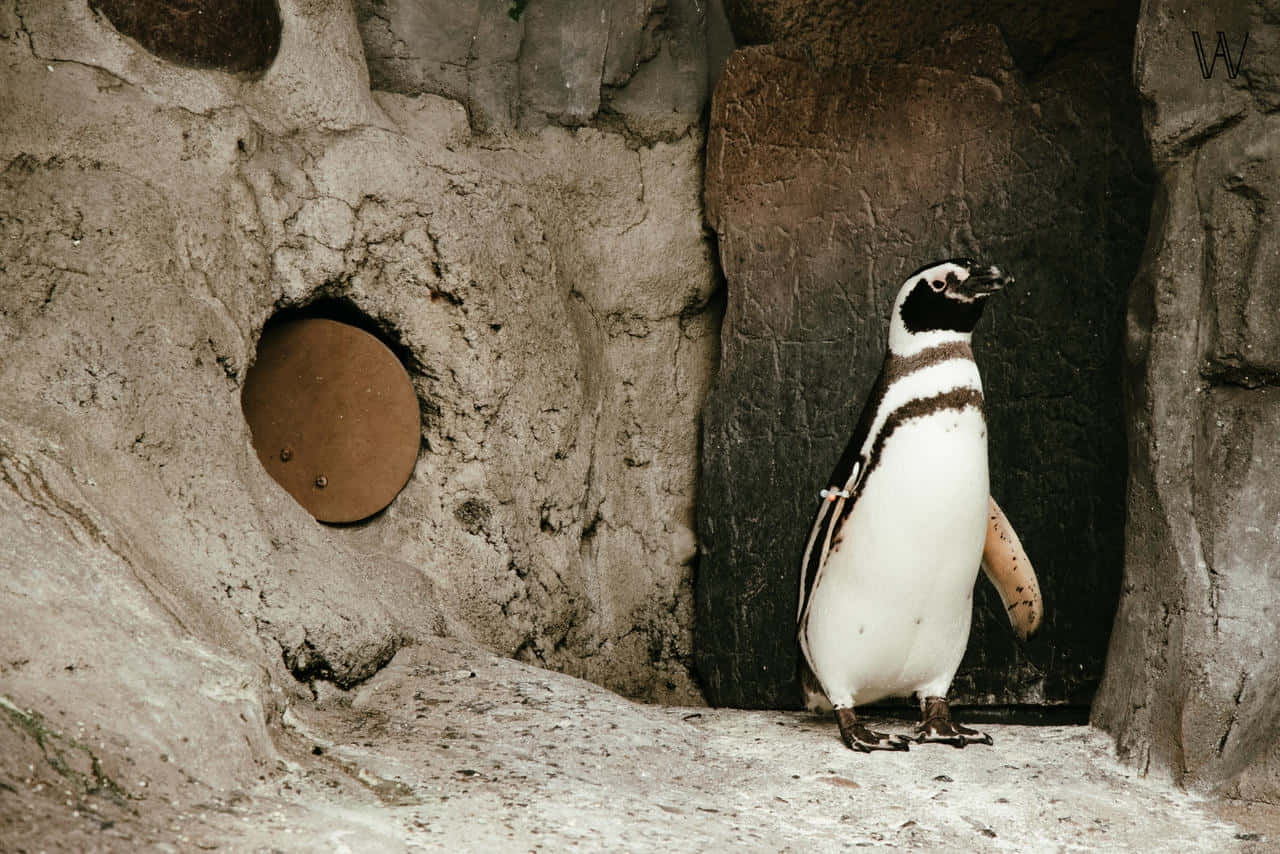 Magellanic Penguin Standing Near Burrow.jpg Wallpaper