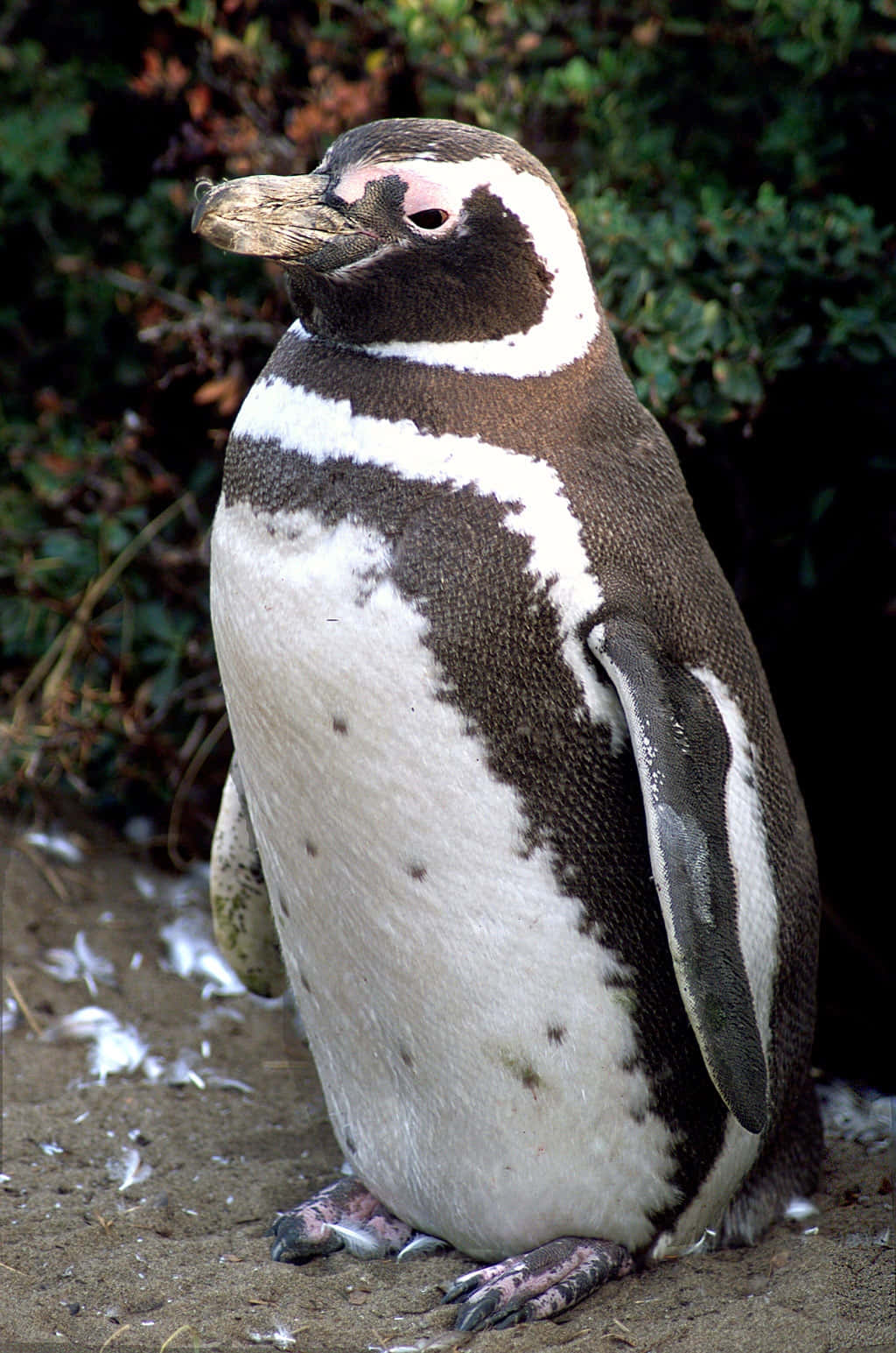 Magellanic Penguin Standing Wallpaper