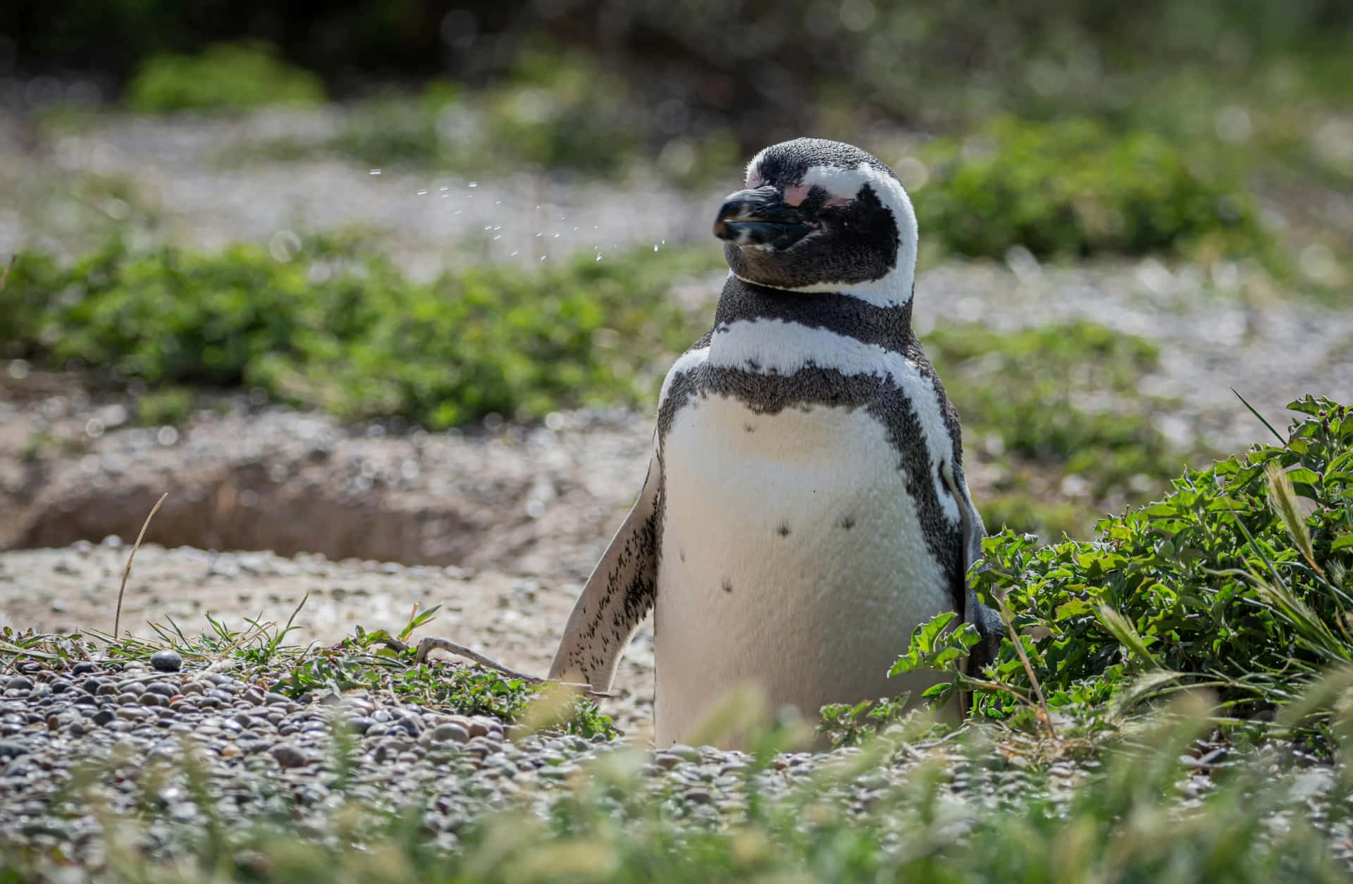 Magellanic Penguin Standing Outdoors.jpg Wallpaper