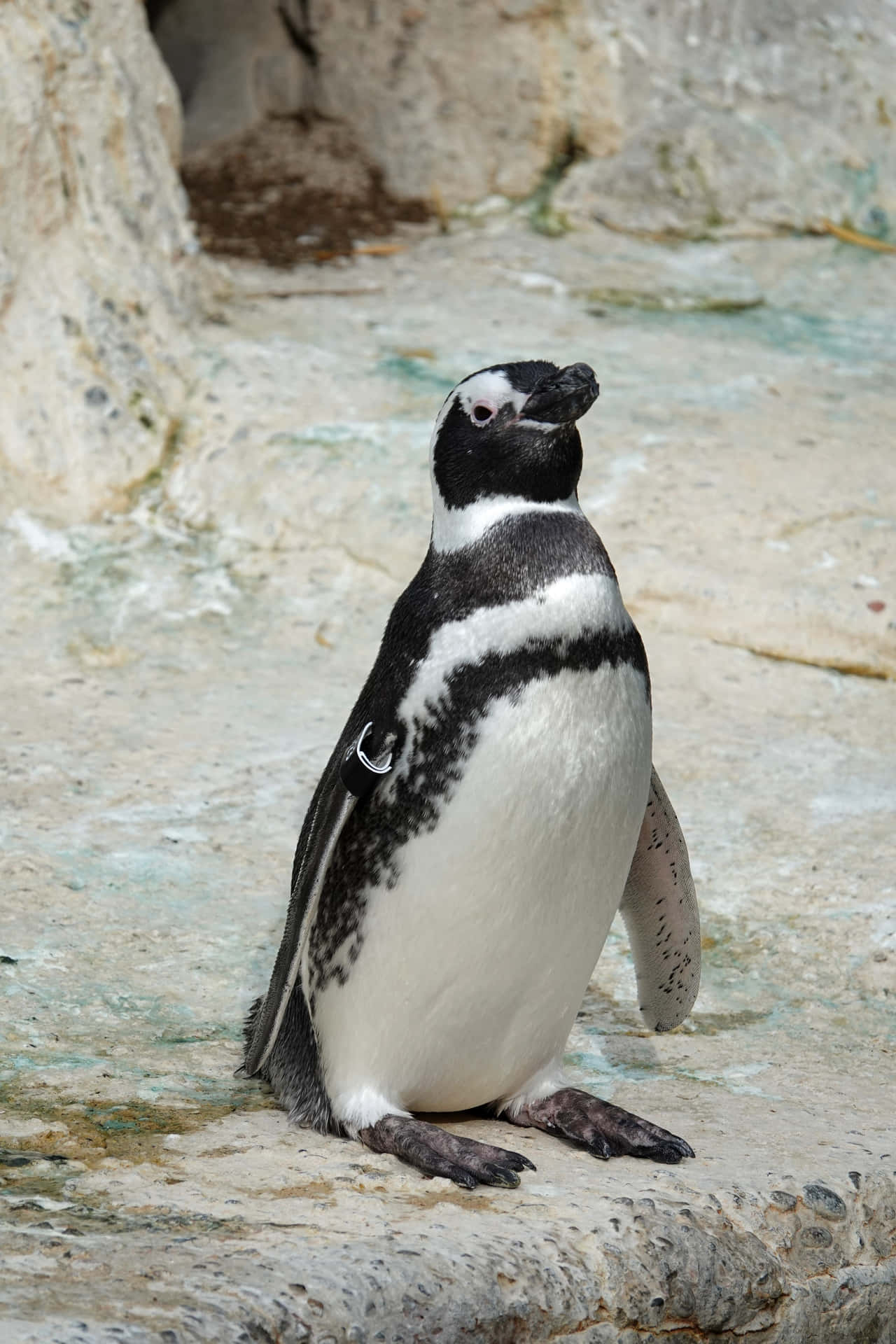 Magellanic Penguin Standing Rocky Surface Wallpaper