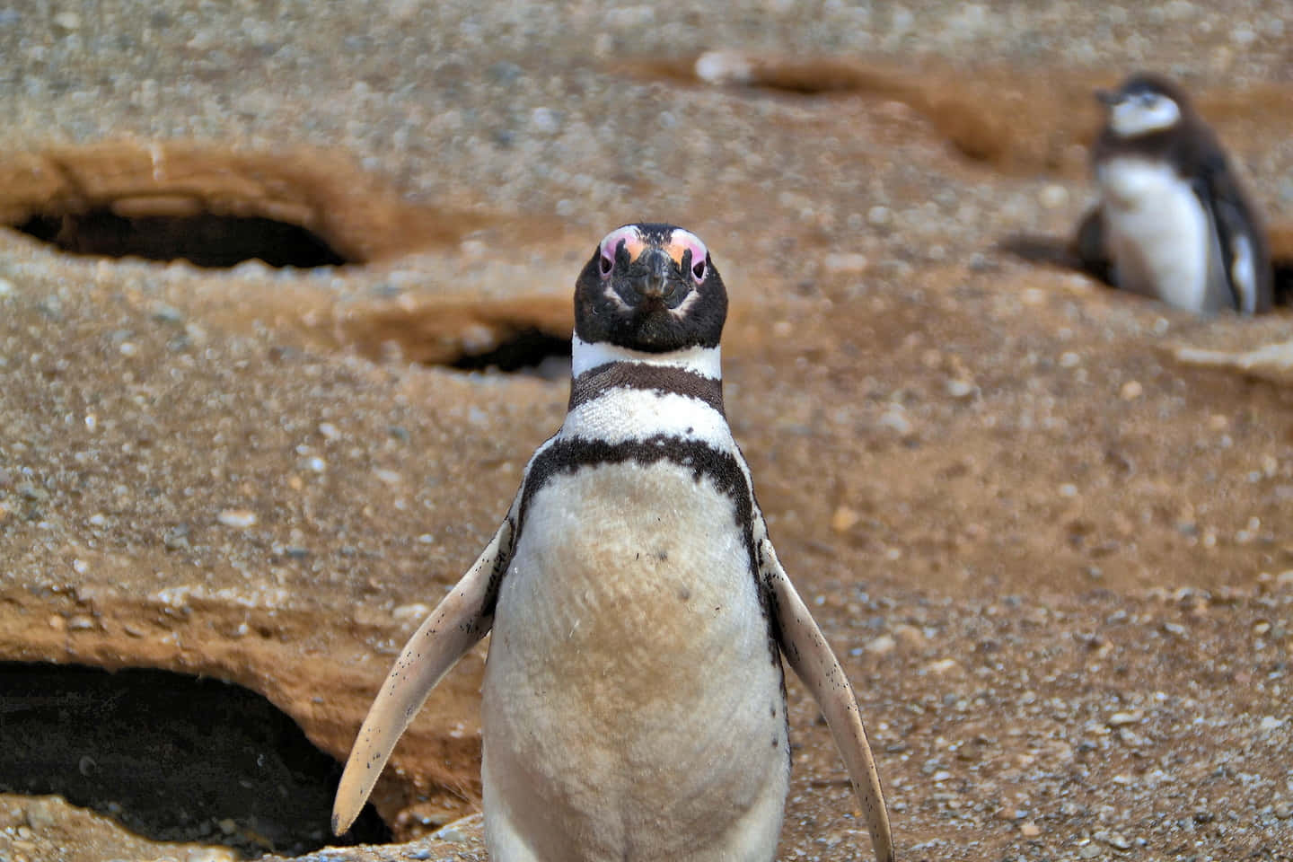 Magellanic Penguin Staring Camera Wallpaper