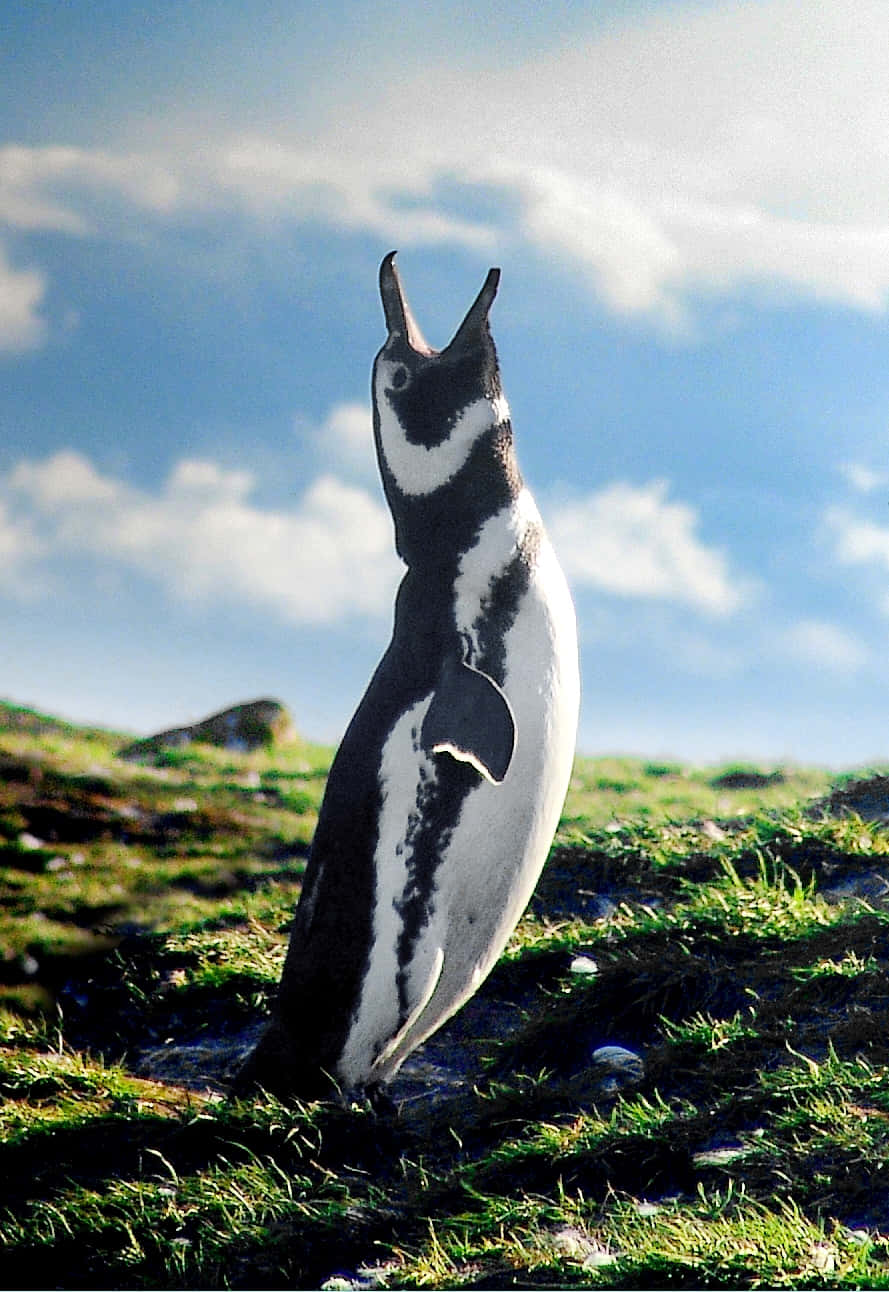 Magellanic Penguin Vocalizing Wallpaper
