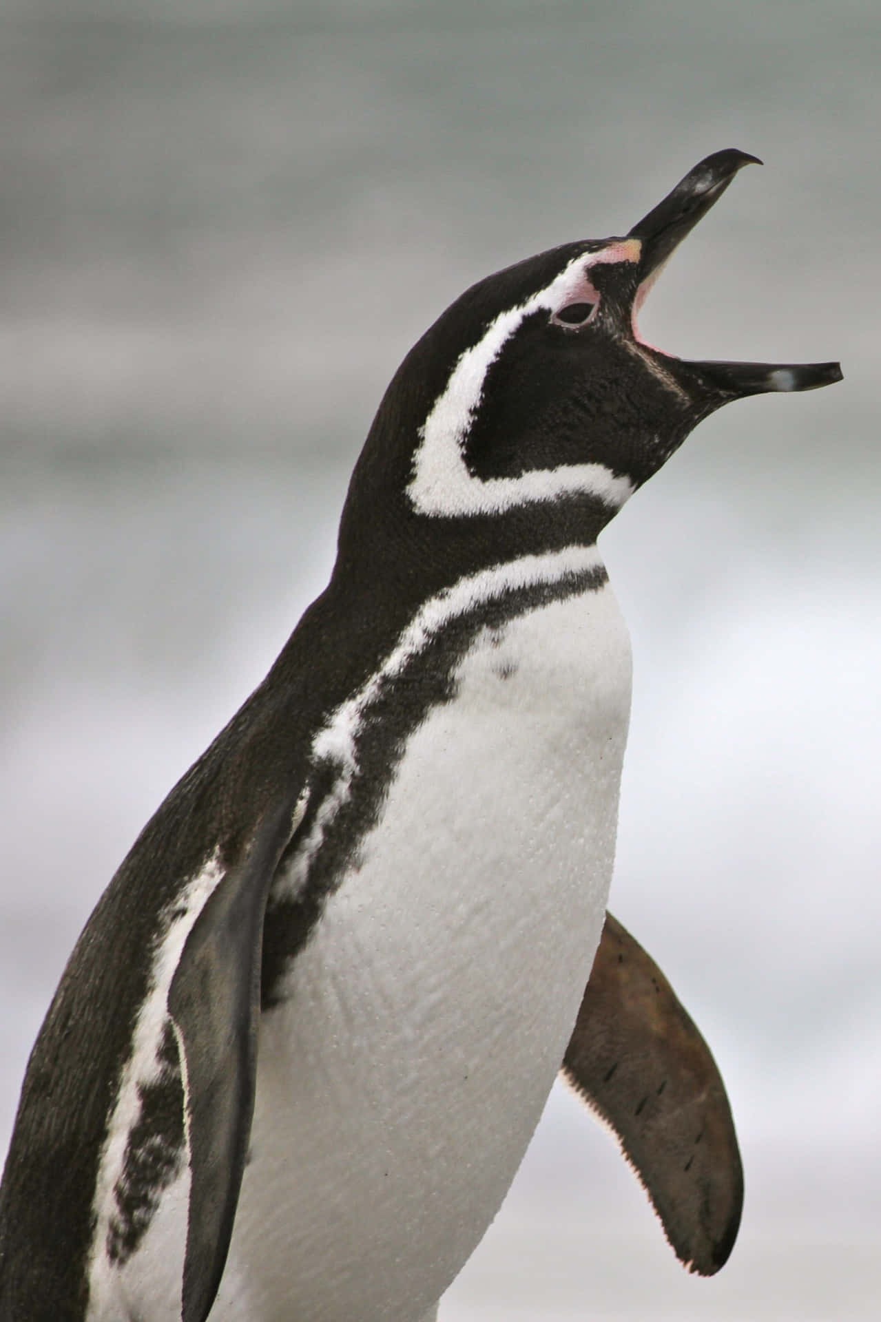 Magellanic Penguin Vocalizing.jpg Wallpaper