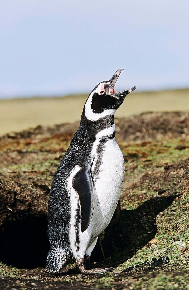 Magellanic Penguin Vocalizing Near Burrow.jpg Wallpaper