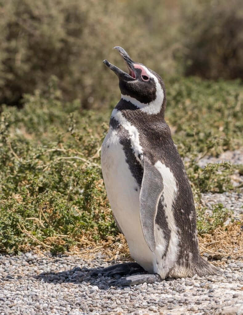 Magellanic Penguin Vocalizing Outdoors Wallpaper