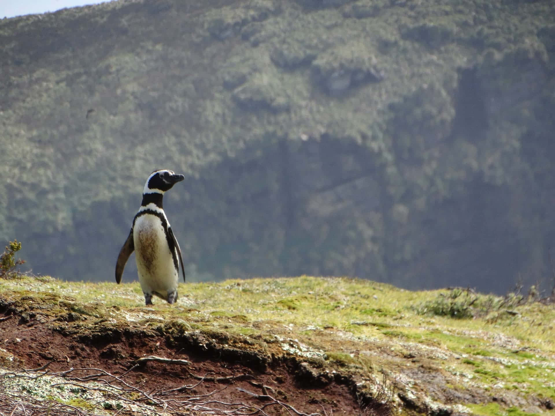 Magellanic Penguinin Natural Habitat.jpg Wallpaper