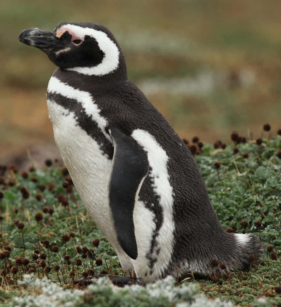 Magellanic Penguinin Natural Habitat.jpg Wallpaper
