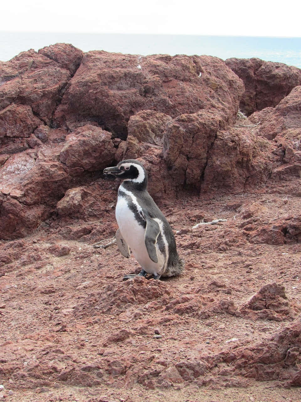 Magellanic Penguinon Rocky Shore.jpg Wallpaper