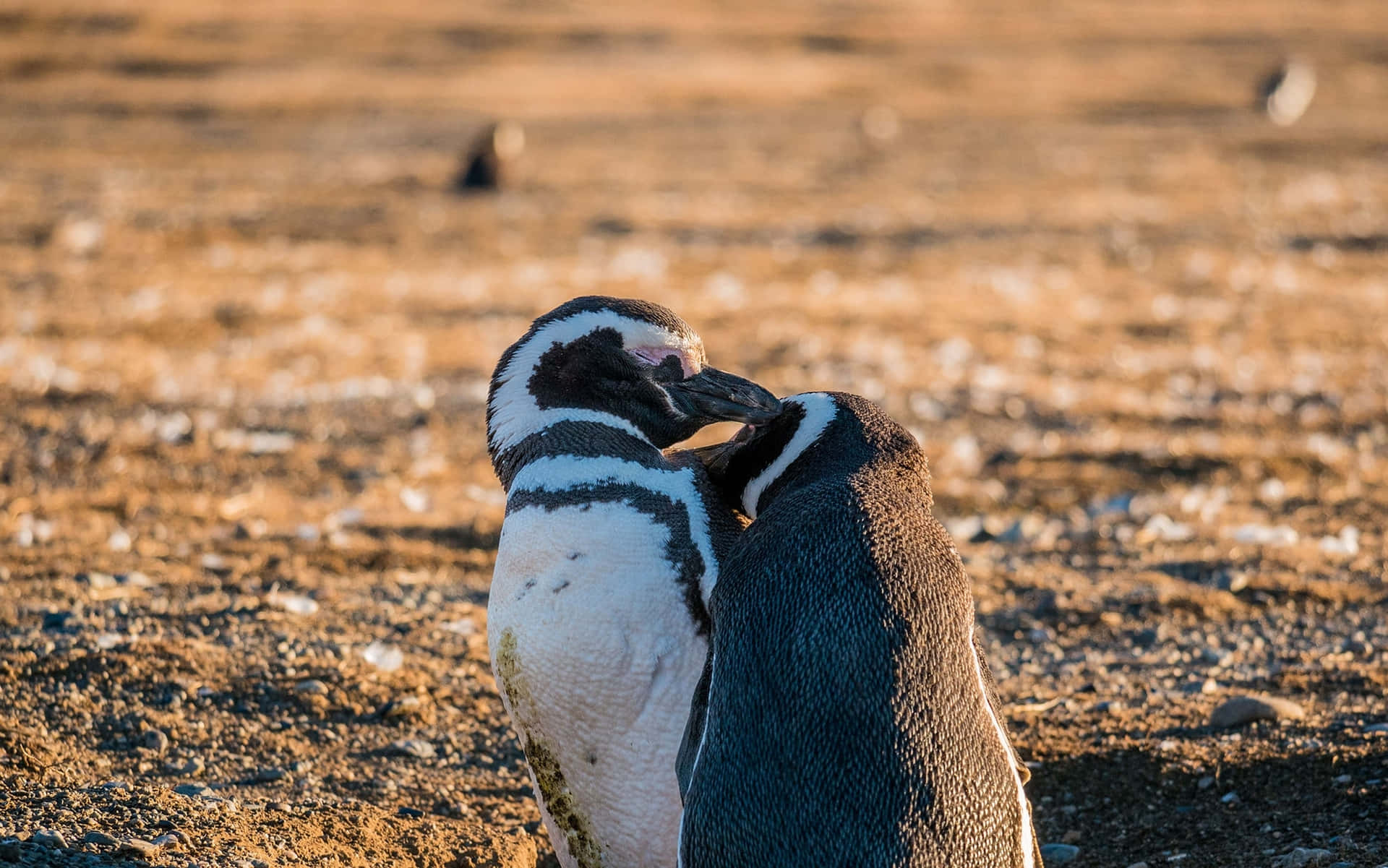 Magellanic Penguins Affectionate Moment Wallpaper