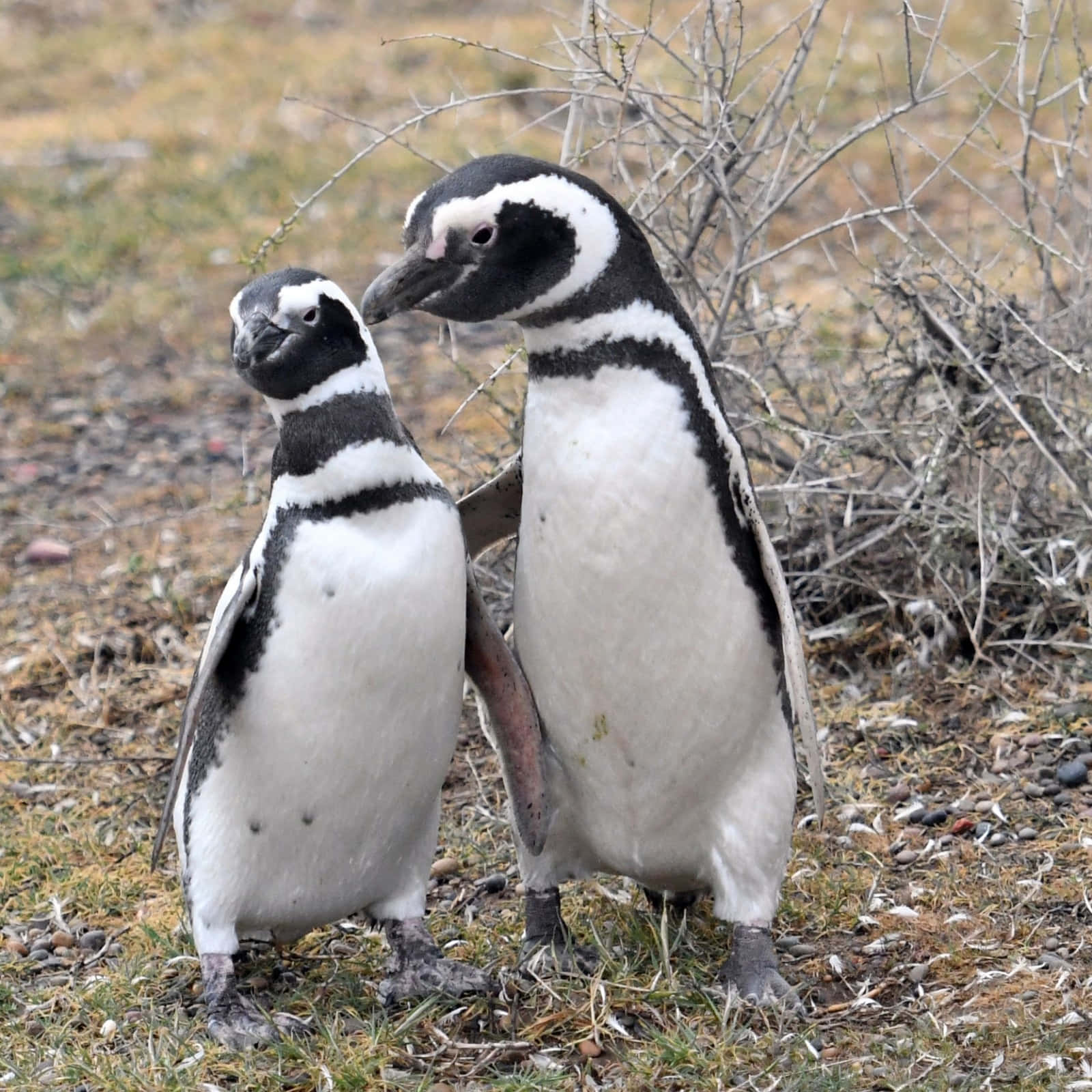 Magellanic Penguins Bonding Wallpaper