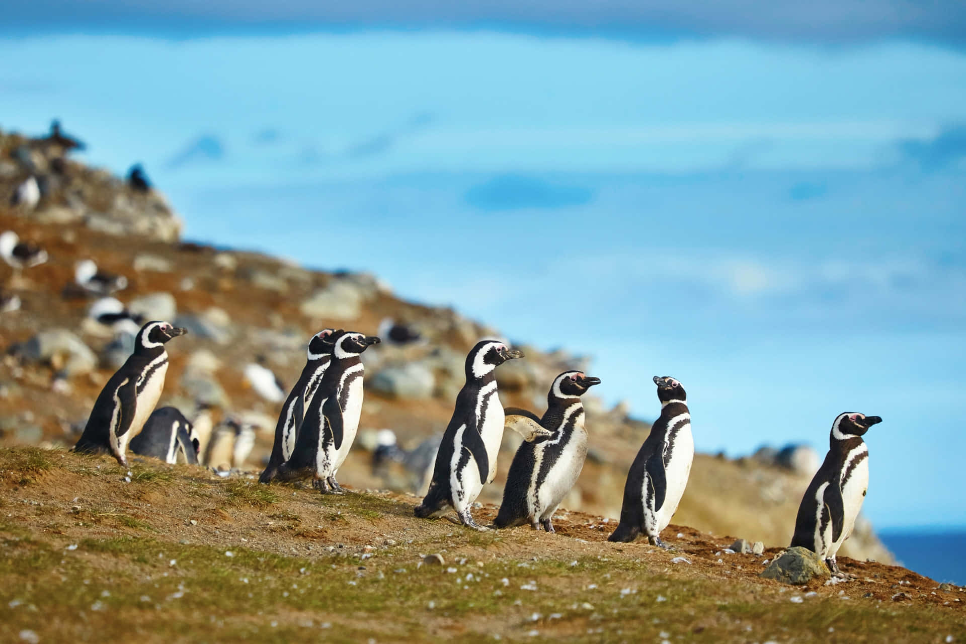 Magellanic Penguins Coastline Gathering Wallpaper
