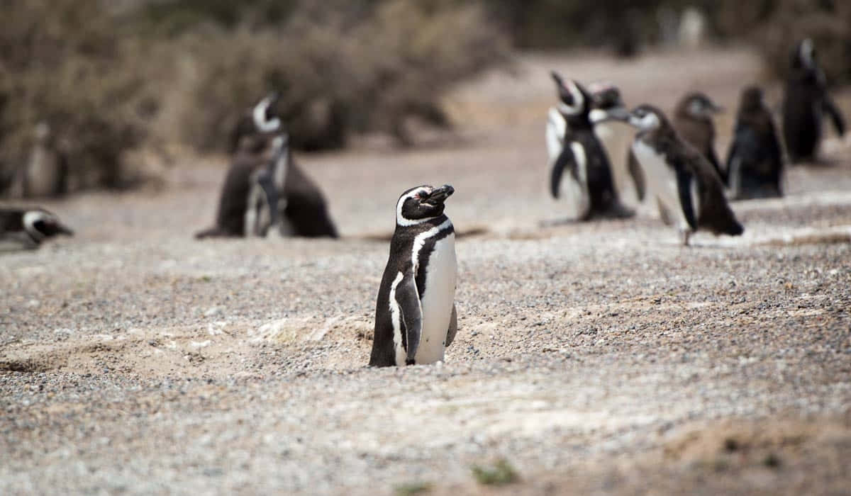 Magellanic Penguins Gathering.jpg Wallpaper
