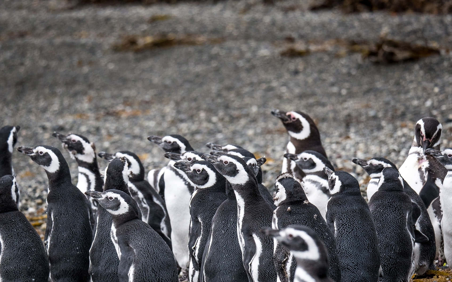 Magellanic Penguins Gathering.jpg Wallpaper