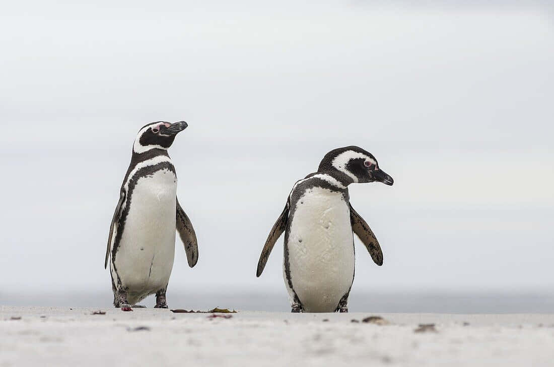 Magellanic Penguins On Shoreline Wallpaper