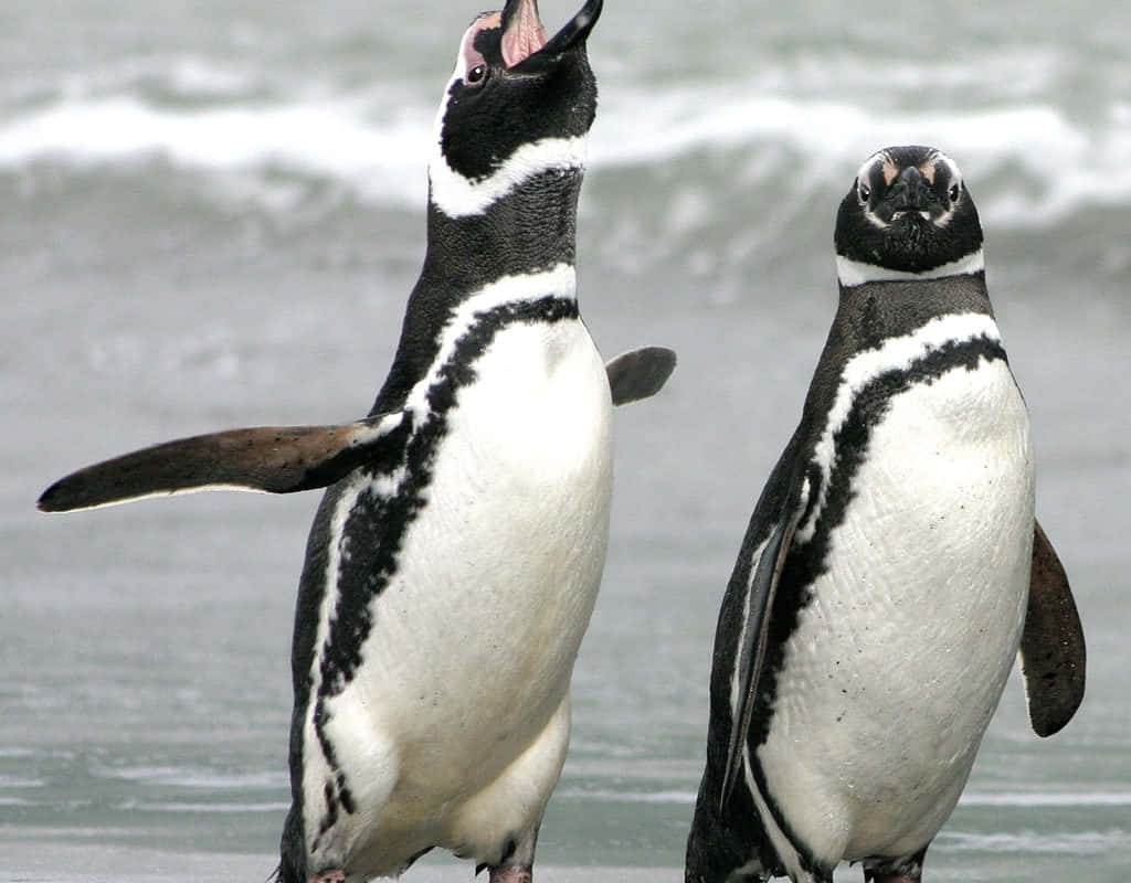 Magellanic Penguins On Shoreline Wallpaper