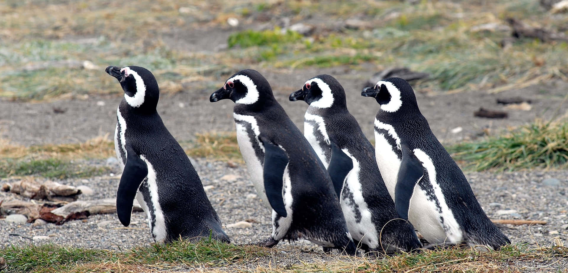 Magellanic Penguins Parade Wallpaper