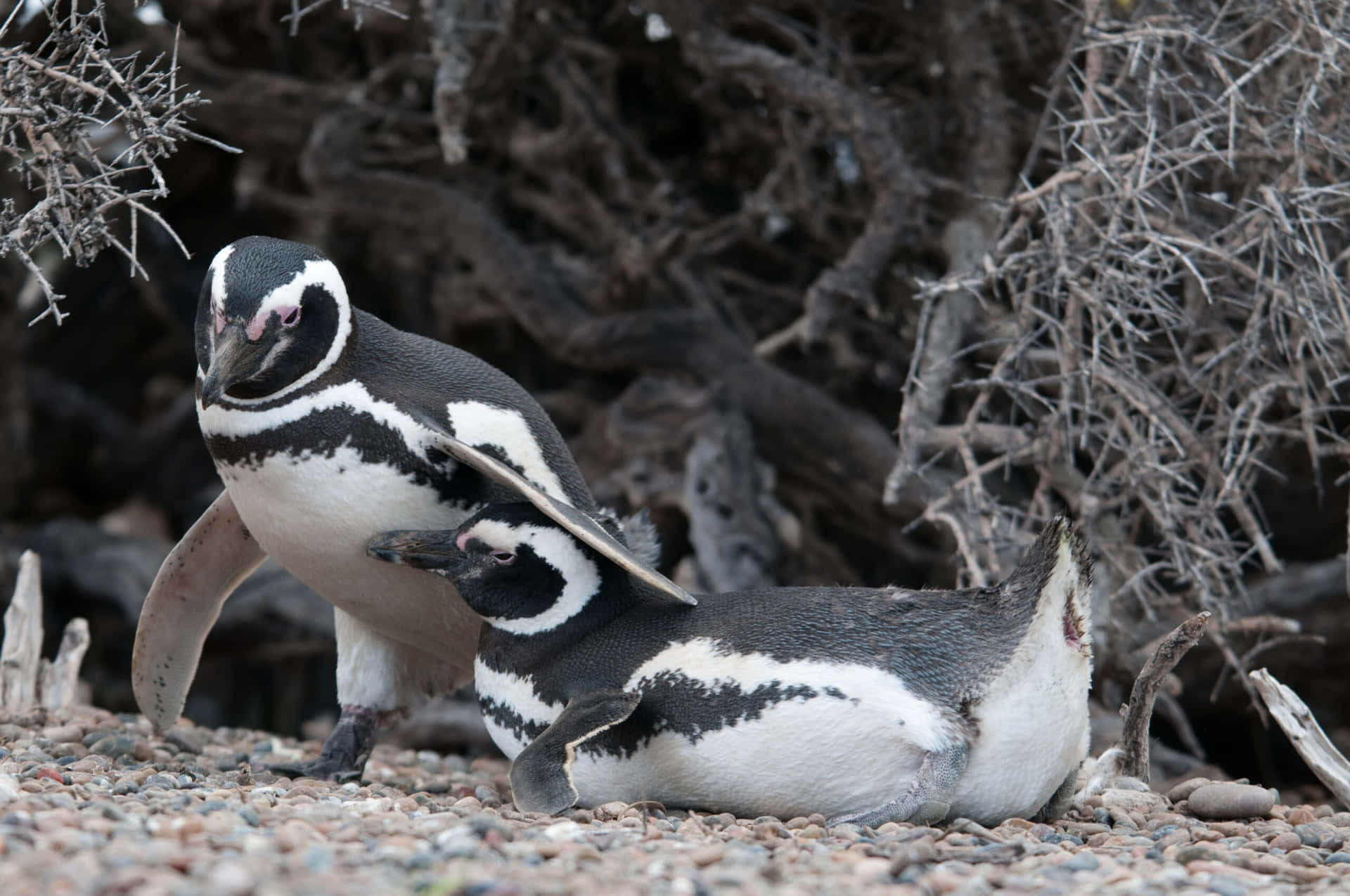 Magellanic Penguins Restingon Shoreline Wallpaper