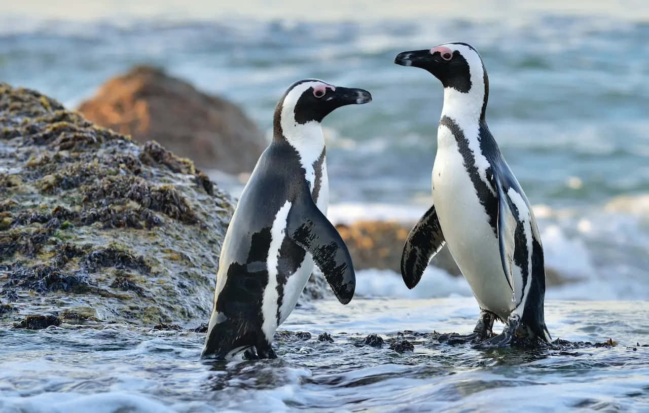 Magellanic Penguins Seaside Meeting Wallpaper