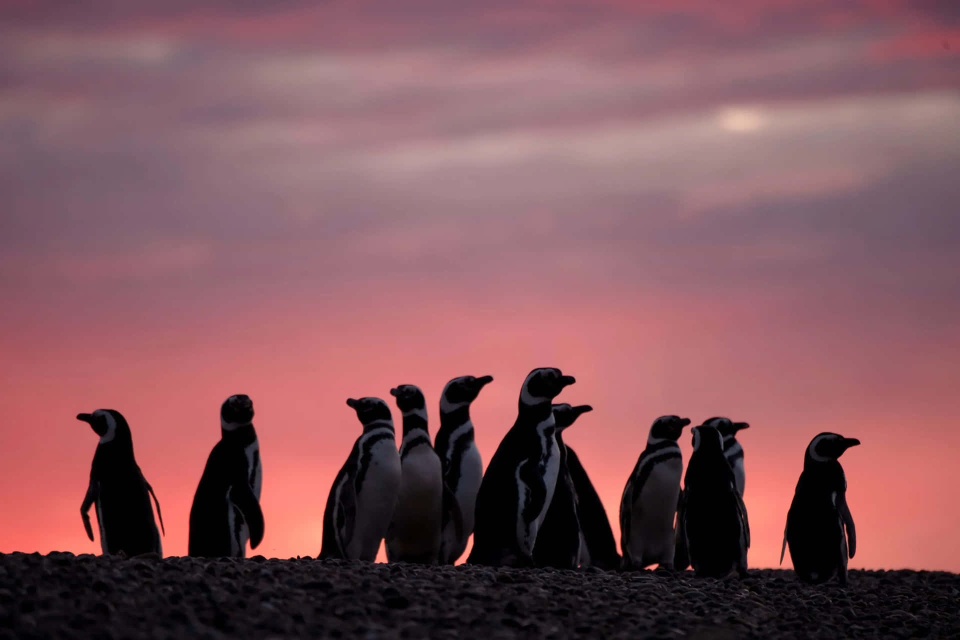 Magellanic Penguins Sunset Silhouette Wallpaper