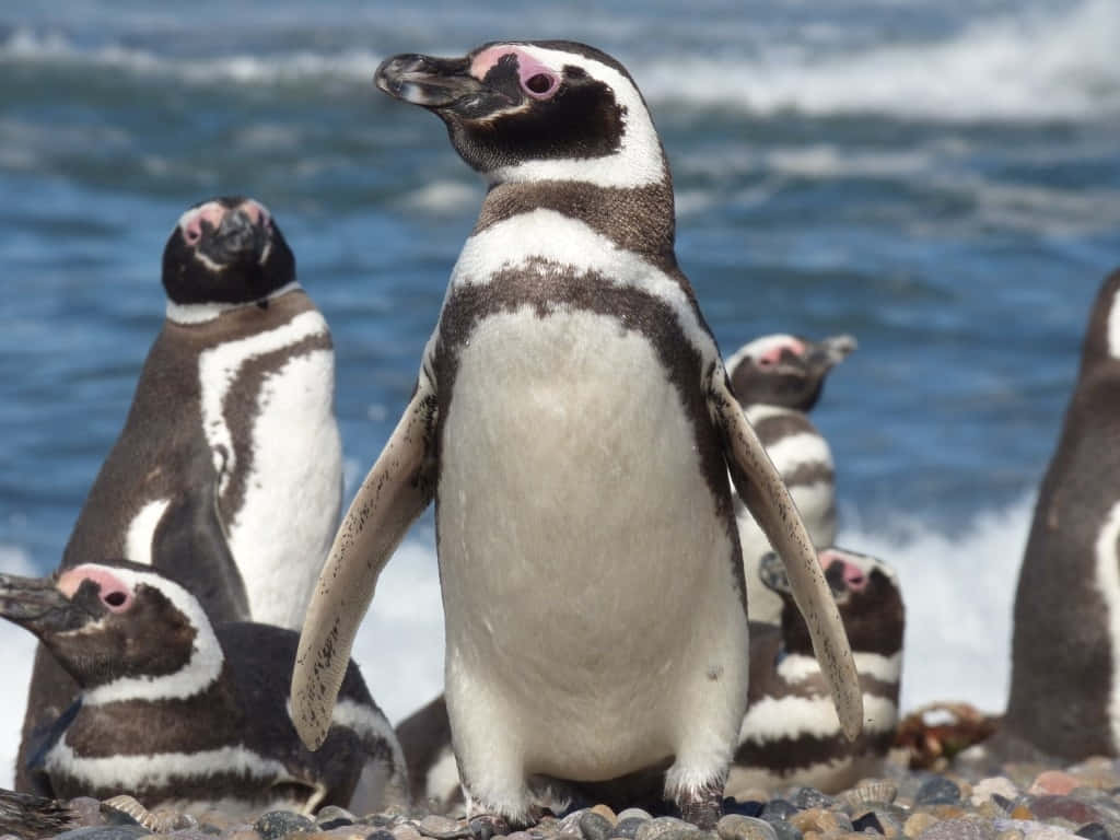 Magellanic Penguinson Shoreline.jpg Wallpaper