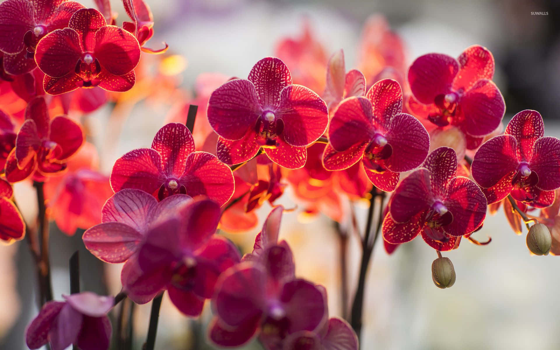 Orkidéeri Full Blom På En Blomsterutställning