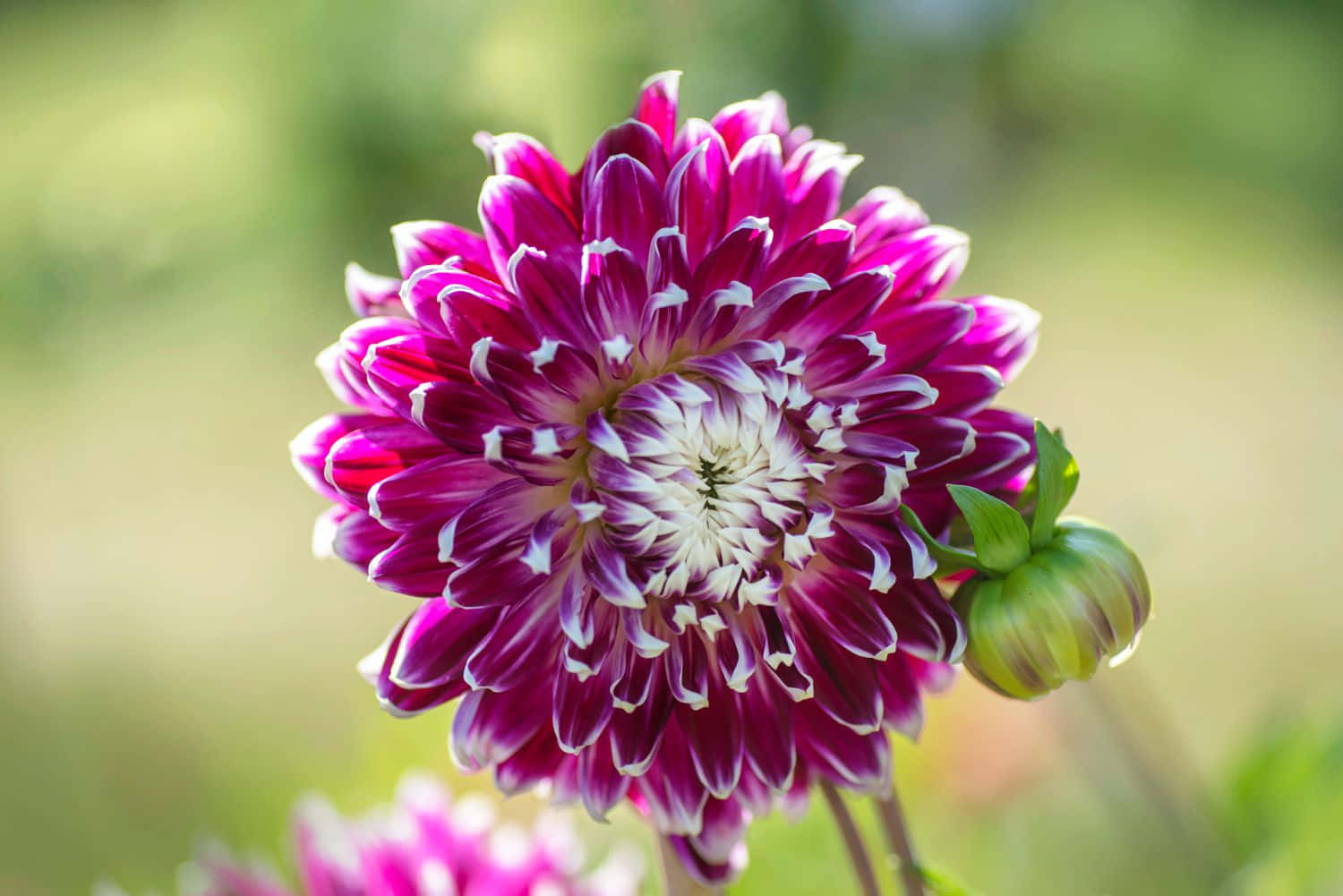 Magenta Dahlia Flower Picture