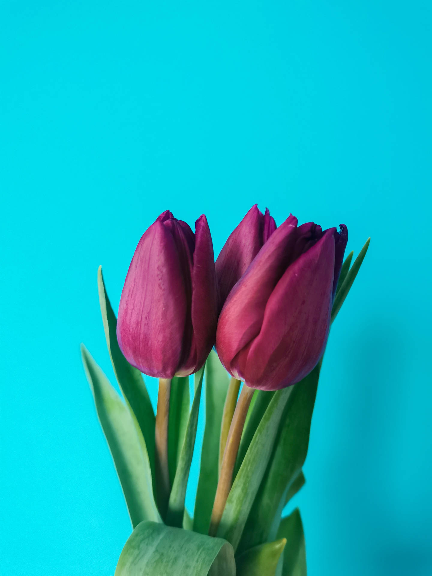 Magenta Tulips Mobile Wallpaper