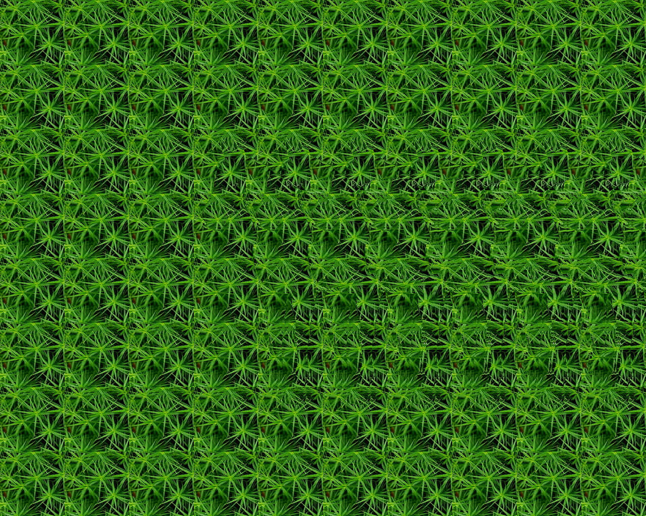 Unosfondo Di Erba Verde Con Tante Piccole Foglie