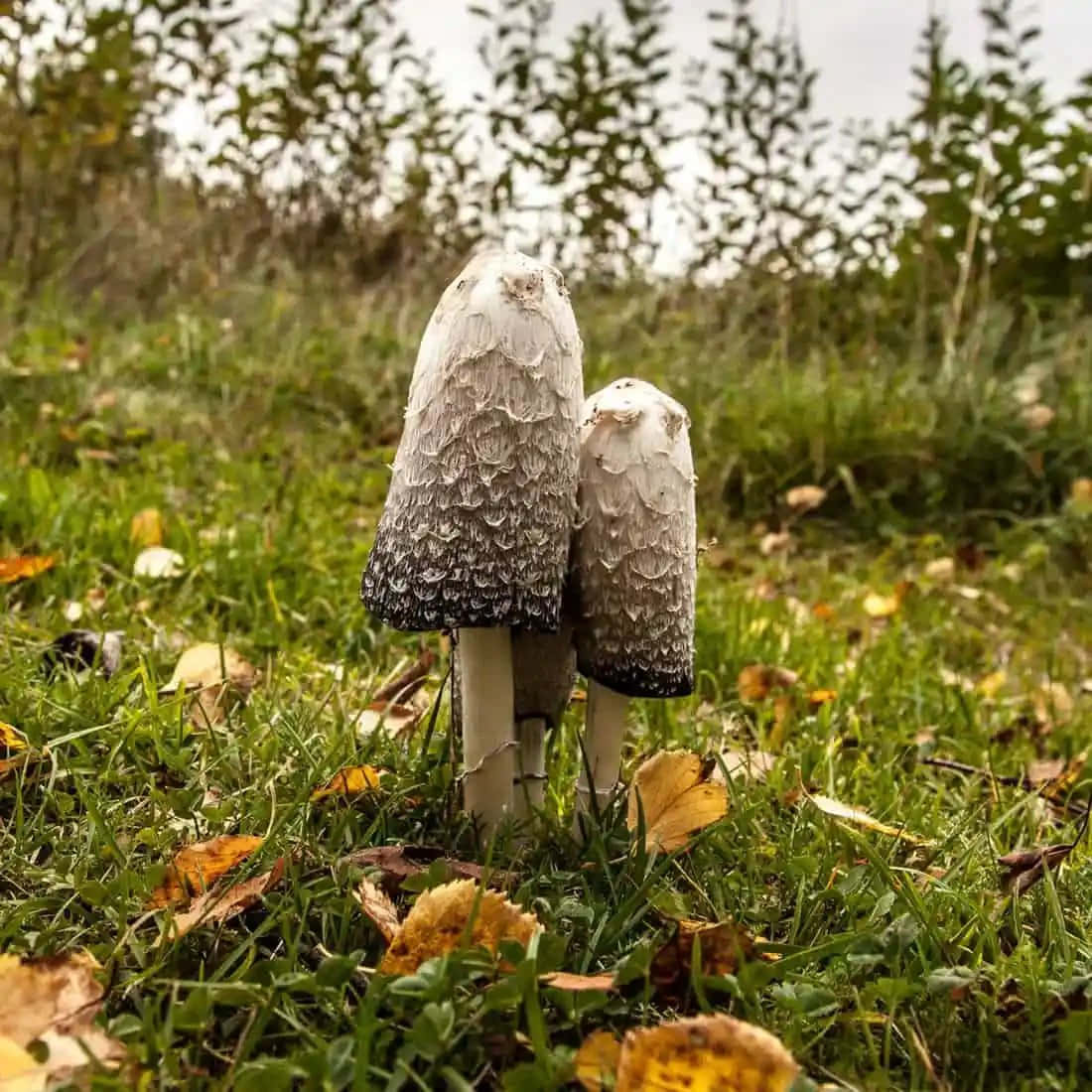 A Magical Mushroom Growing In The Wild