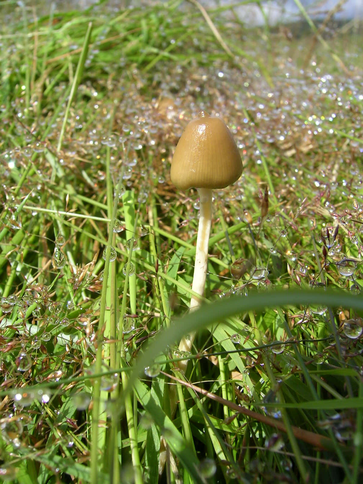 A Mushroom Growing In The Grass