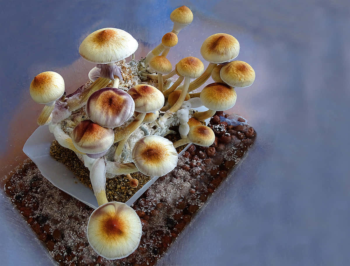A Small Tray Of Mushrooms On A Table