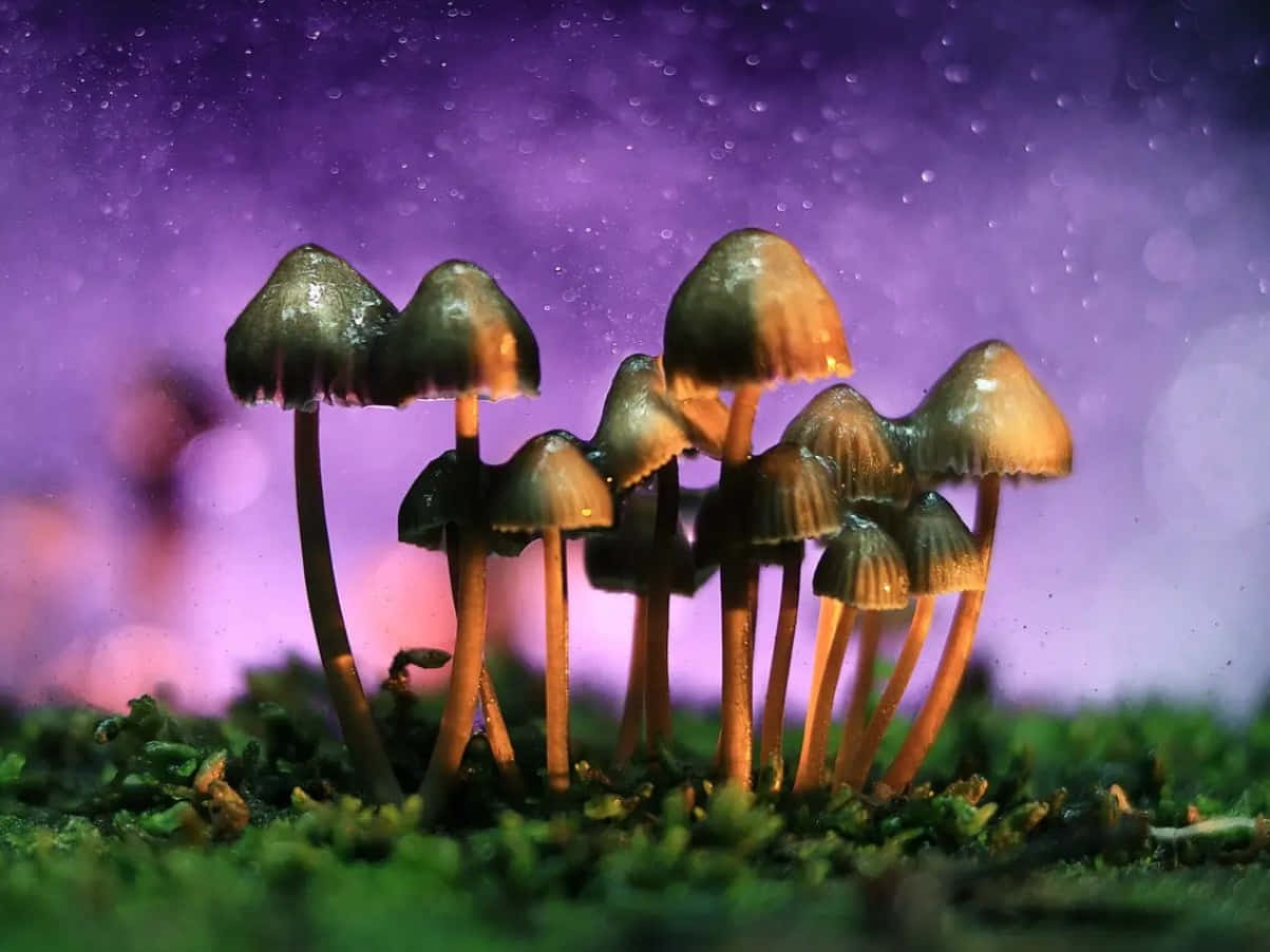 Ensymbolisk Representation Av Magic Mushroom Med Livfulla Färger.