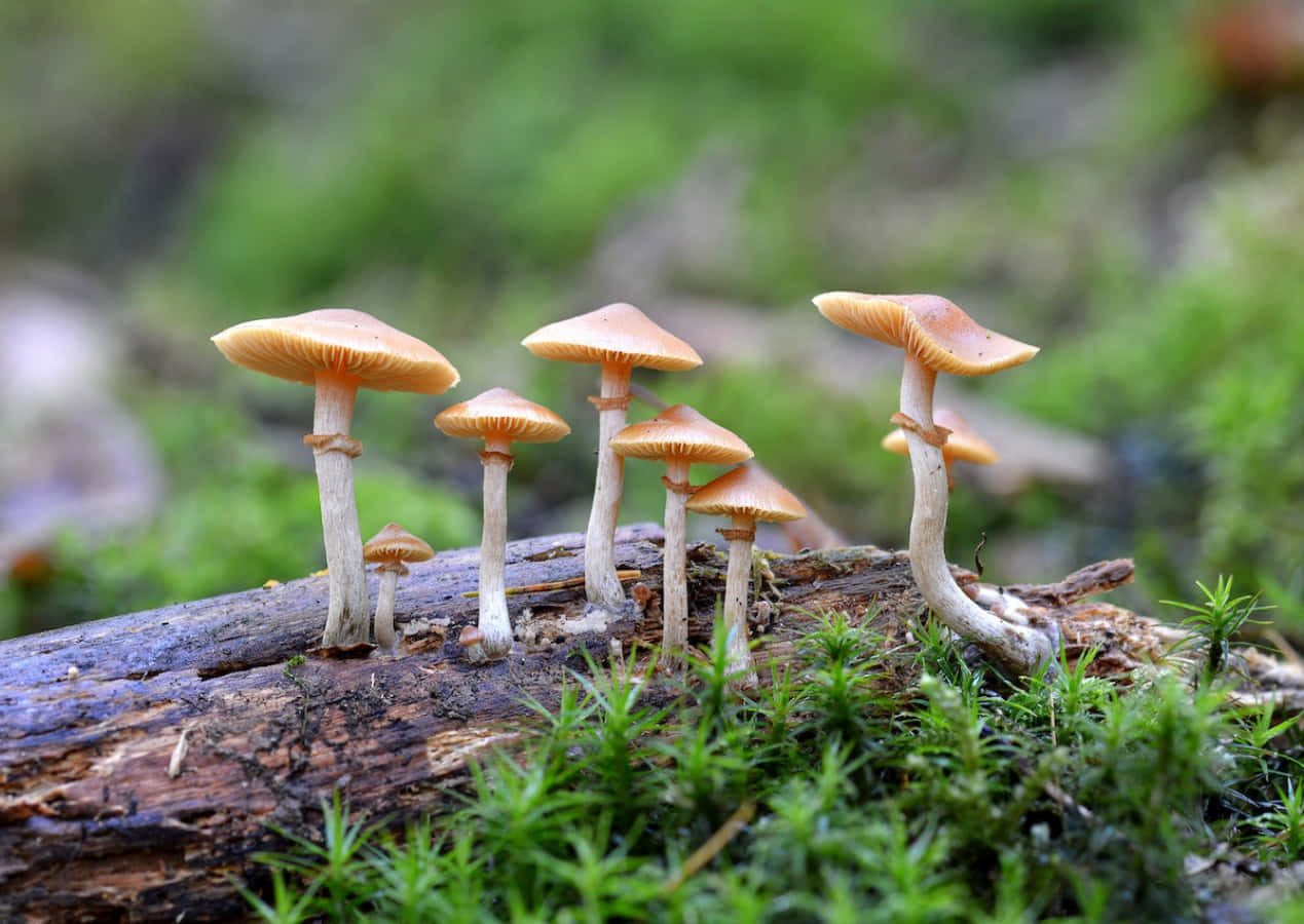Magic kingdom - Colorful magic mushrooms in the forest