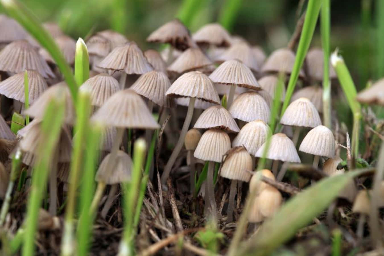 Behold the beauty of a Magic Mushroom