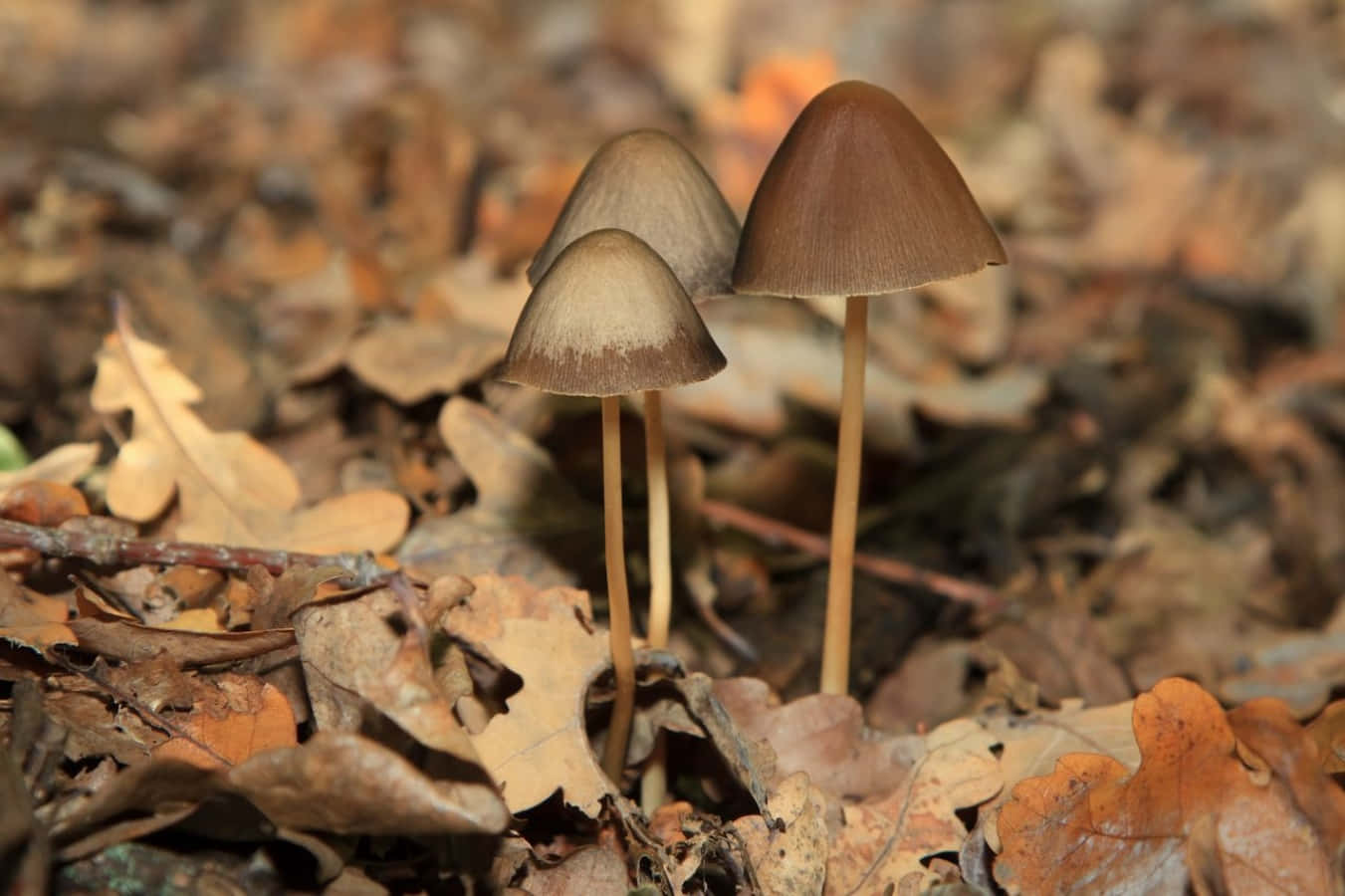 Three Mushrooms On The Ground In The Fall