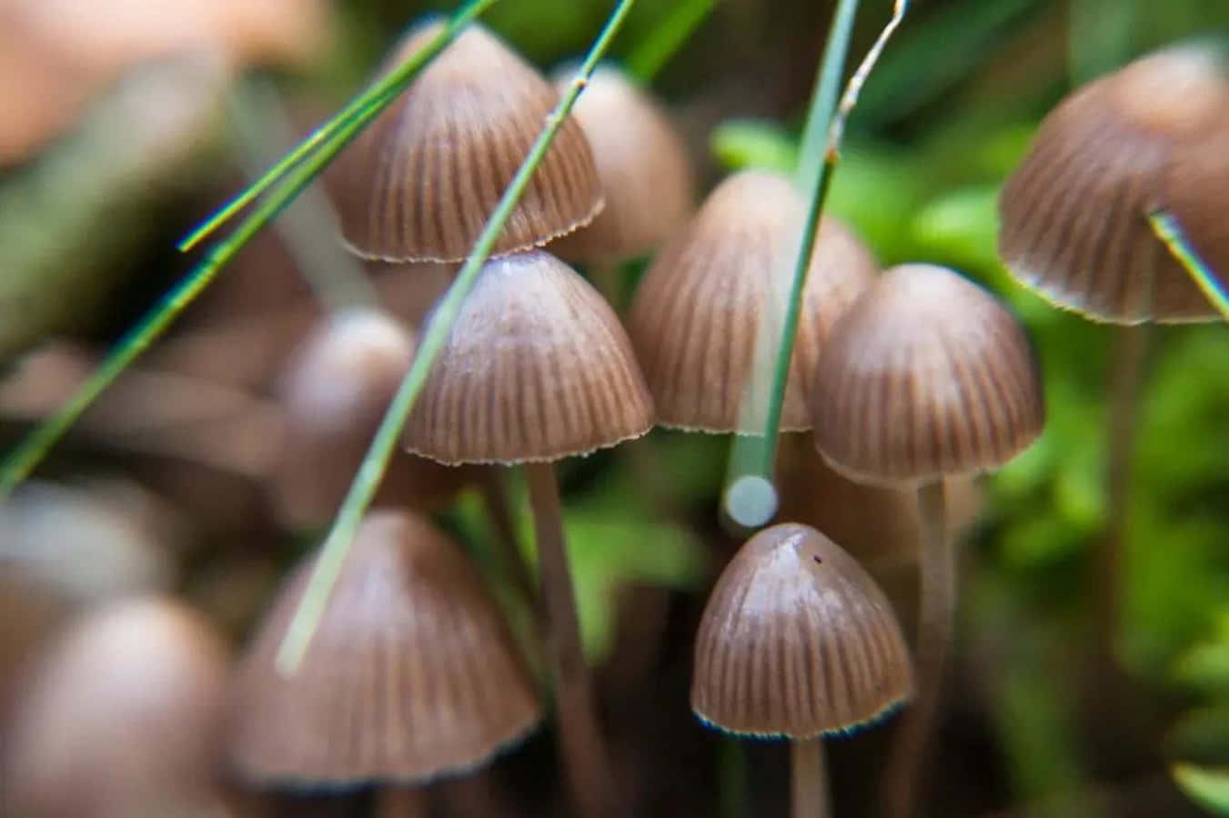 Go on an adventure with magic mushrooms