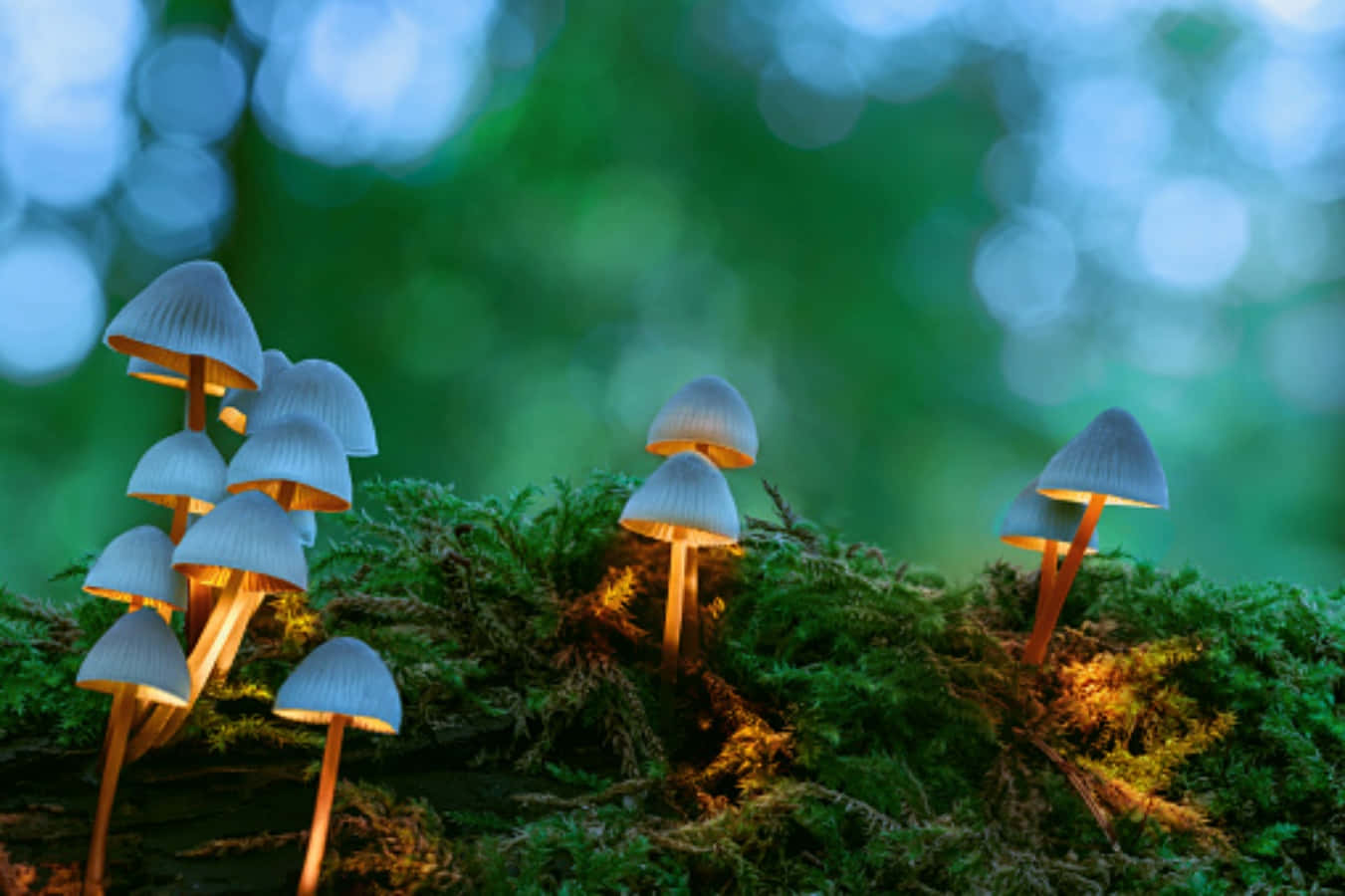 Colorful Variety of Magic Mushrooms
