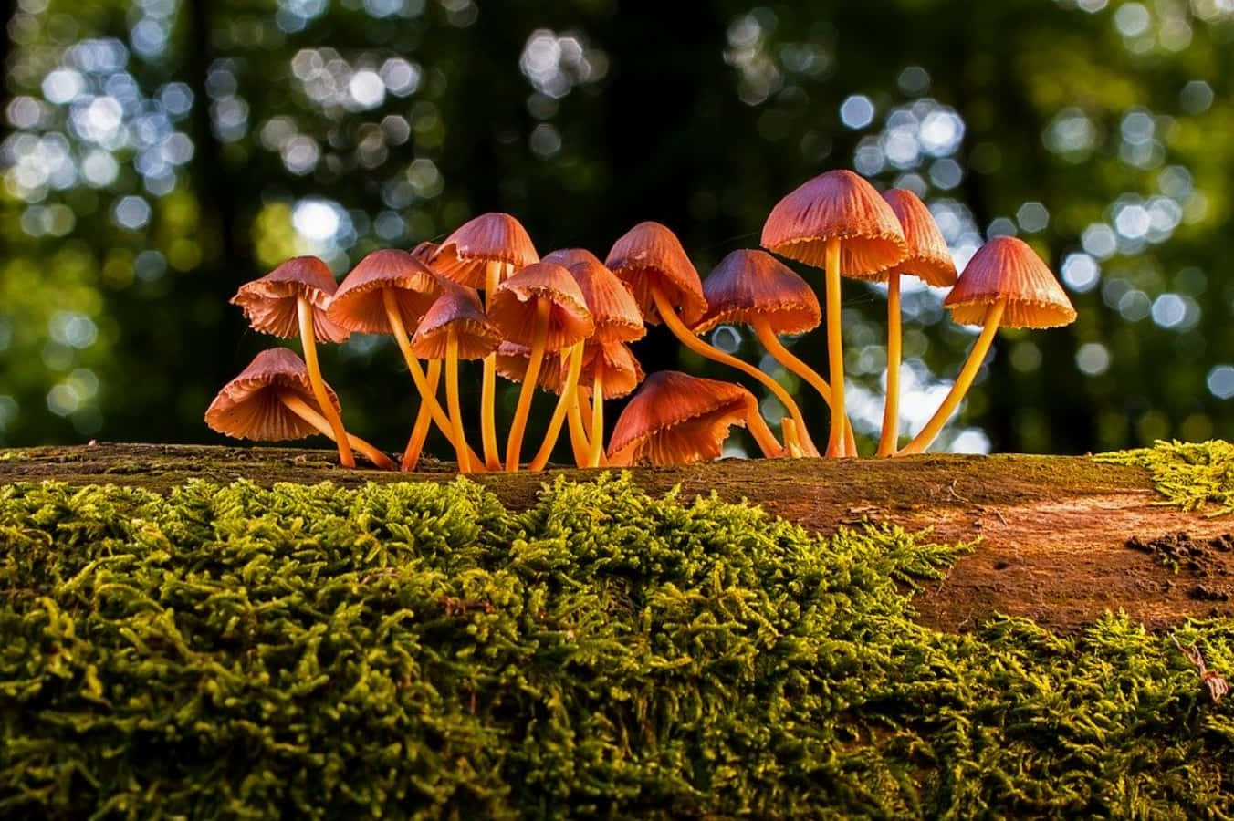 Mushrooms Growing On A Log In The Forest