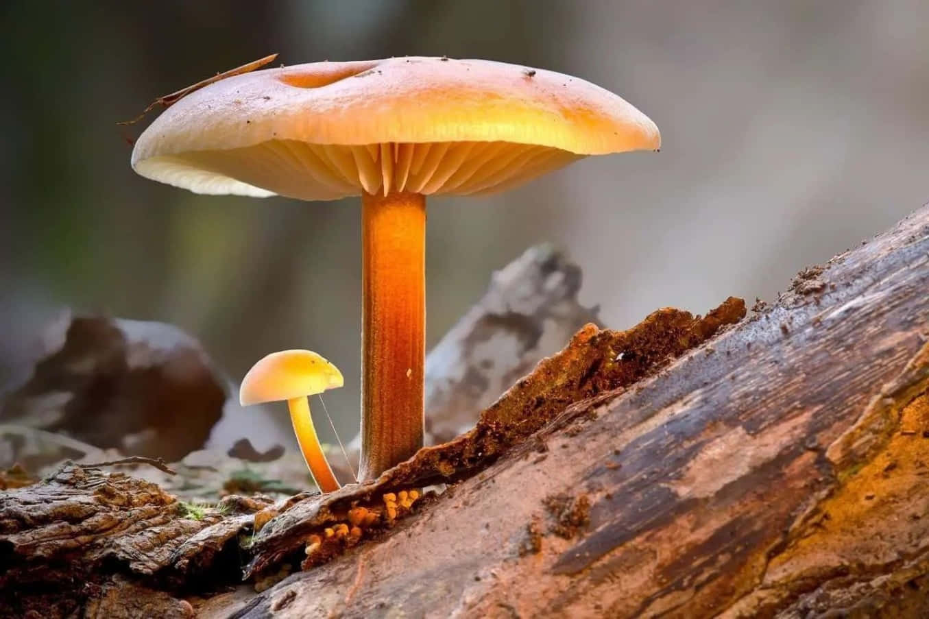 A vibrant and exotic Magic Mushroom in all its splendor